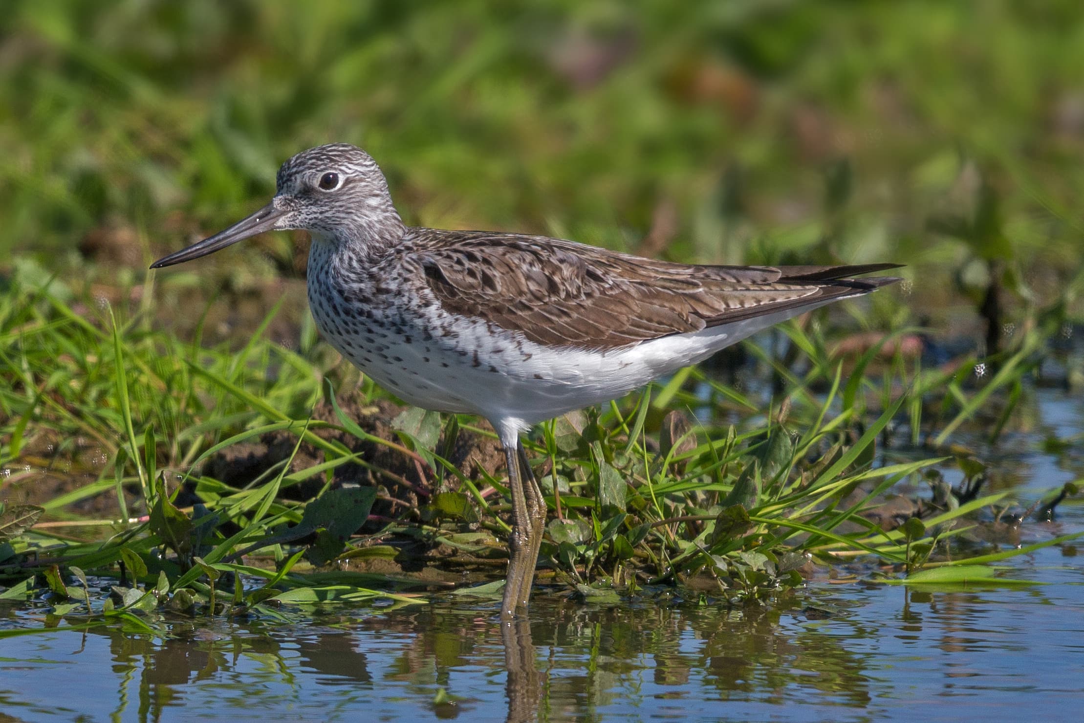 Greenshank