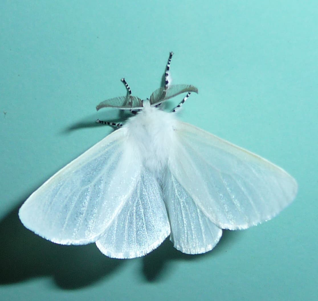 White Satin Moth