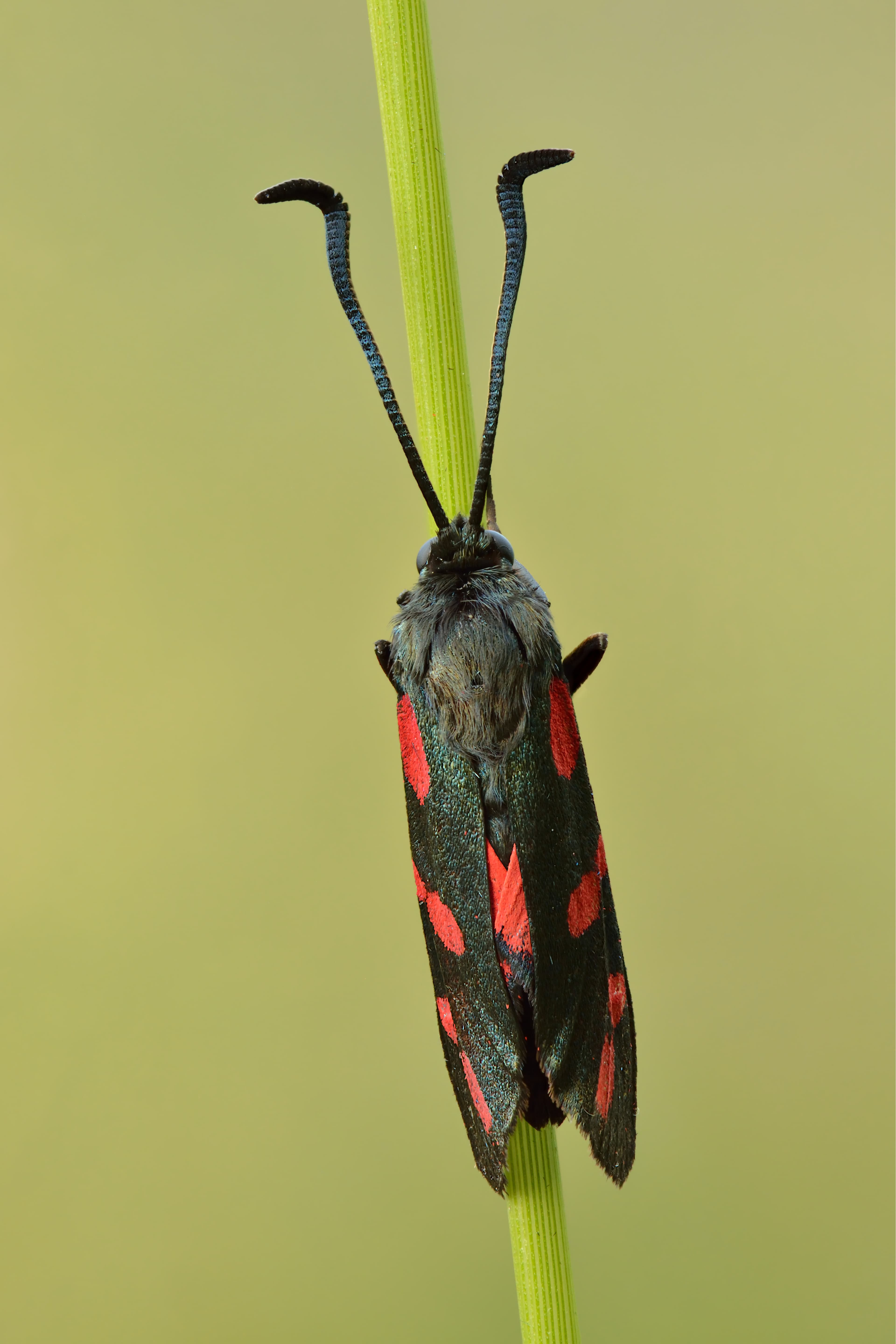 Six-spot Burnet Moth