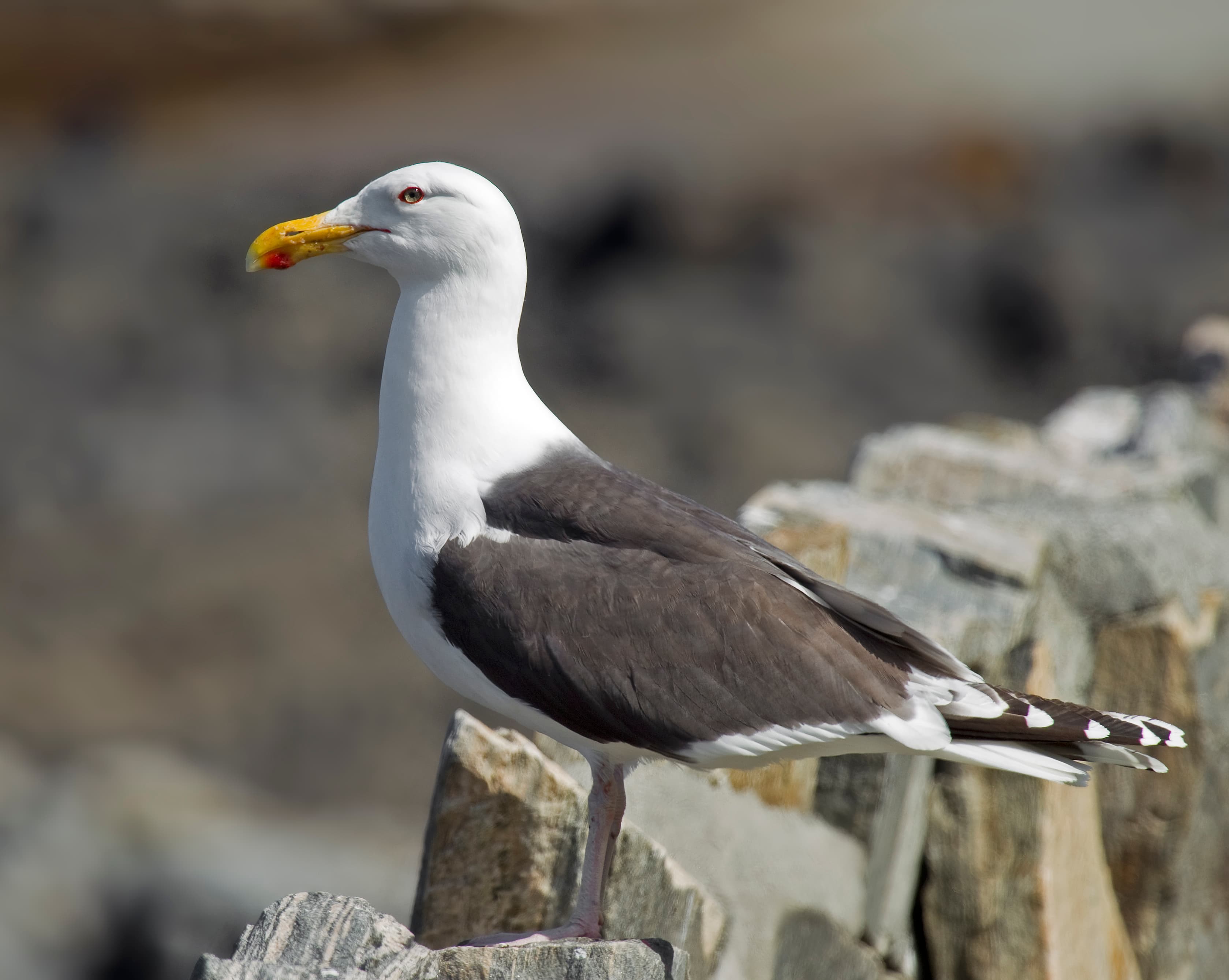 Great Black-backed Gull