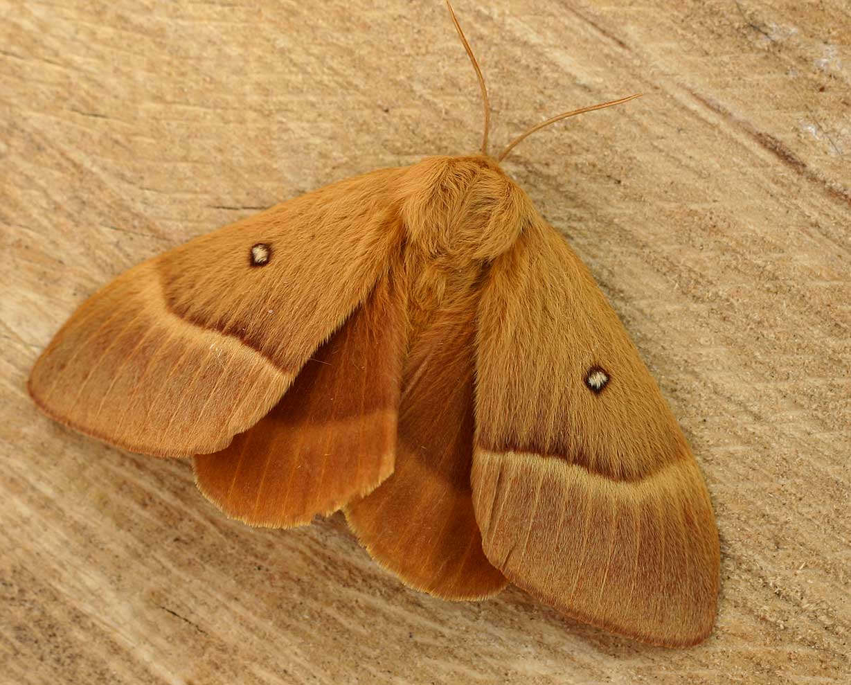 Oak Eggar