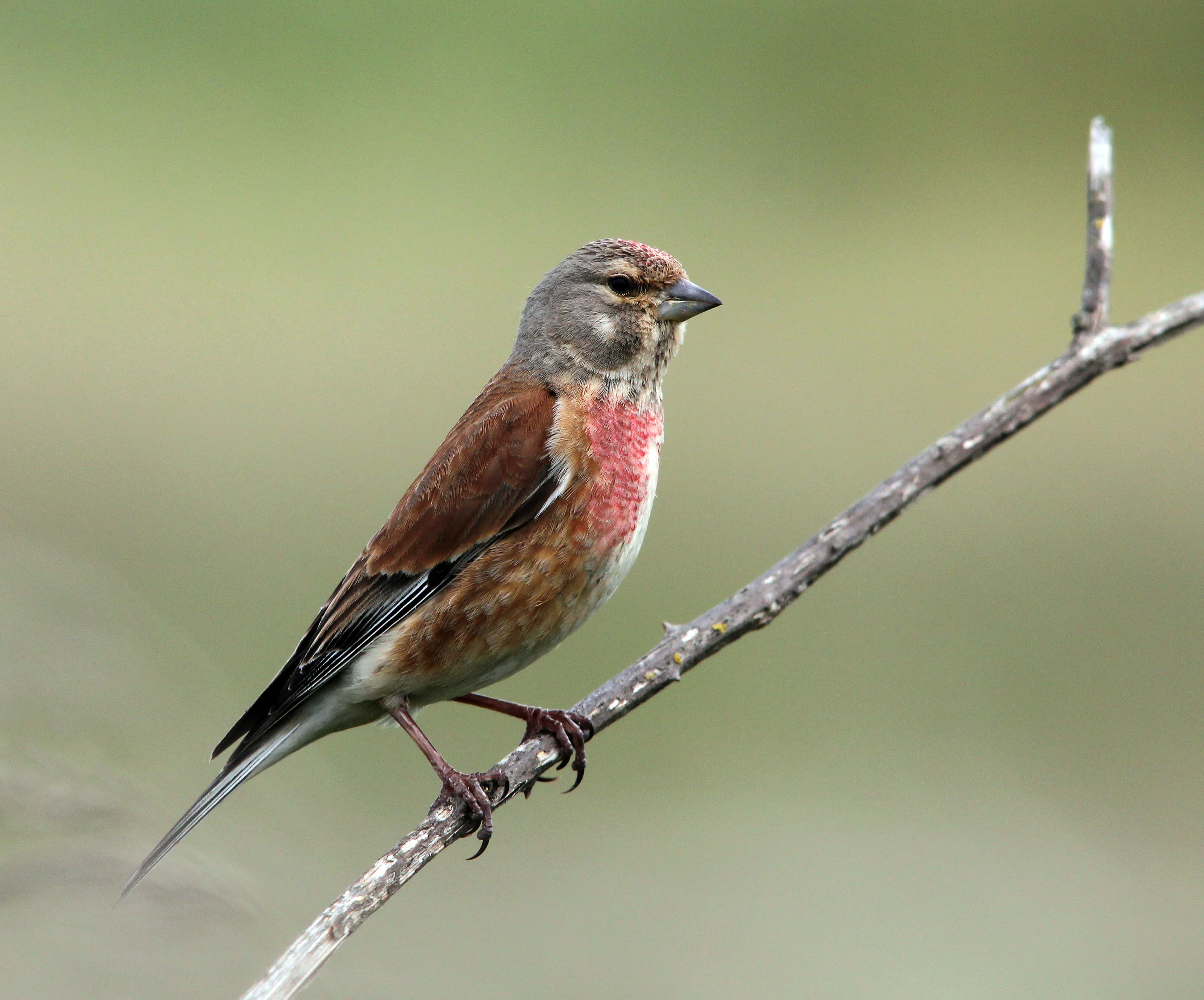 Linnet