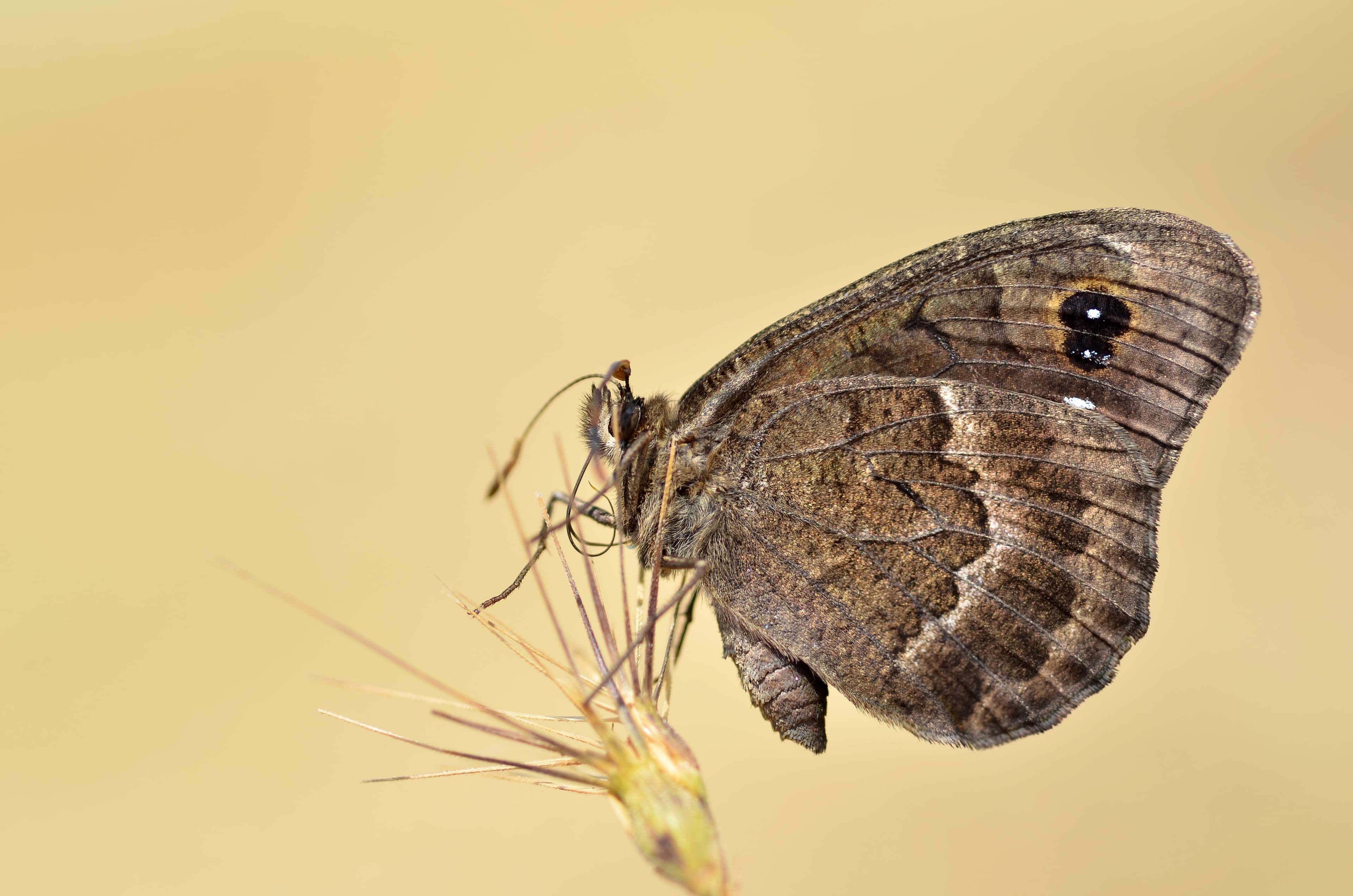 Ringlet