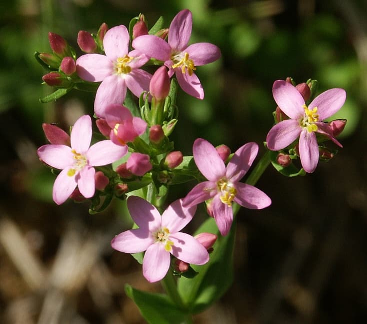 Common Centaury