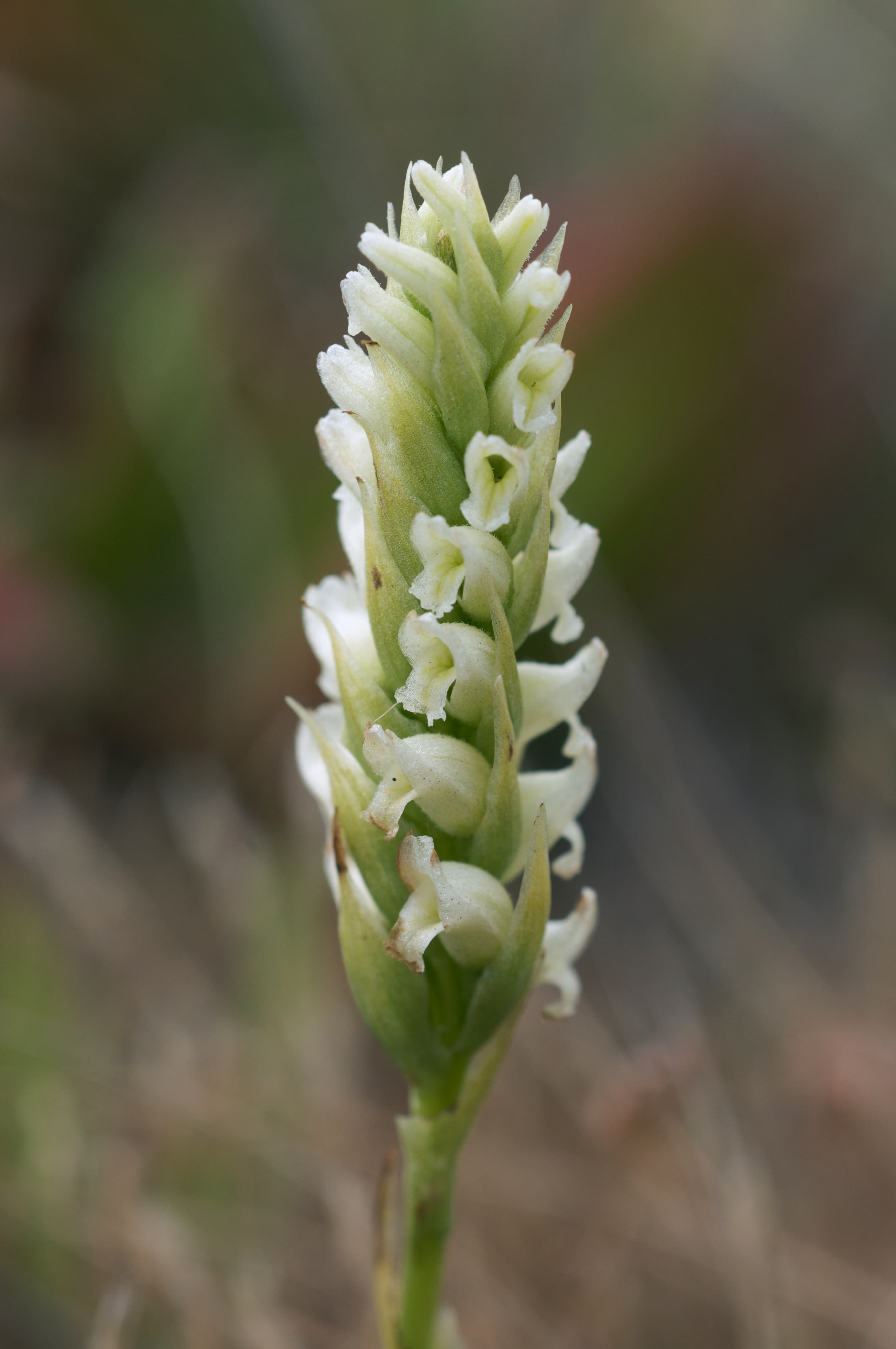 Creeping Ladies' Tresses
