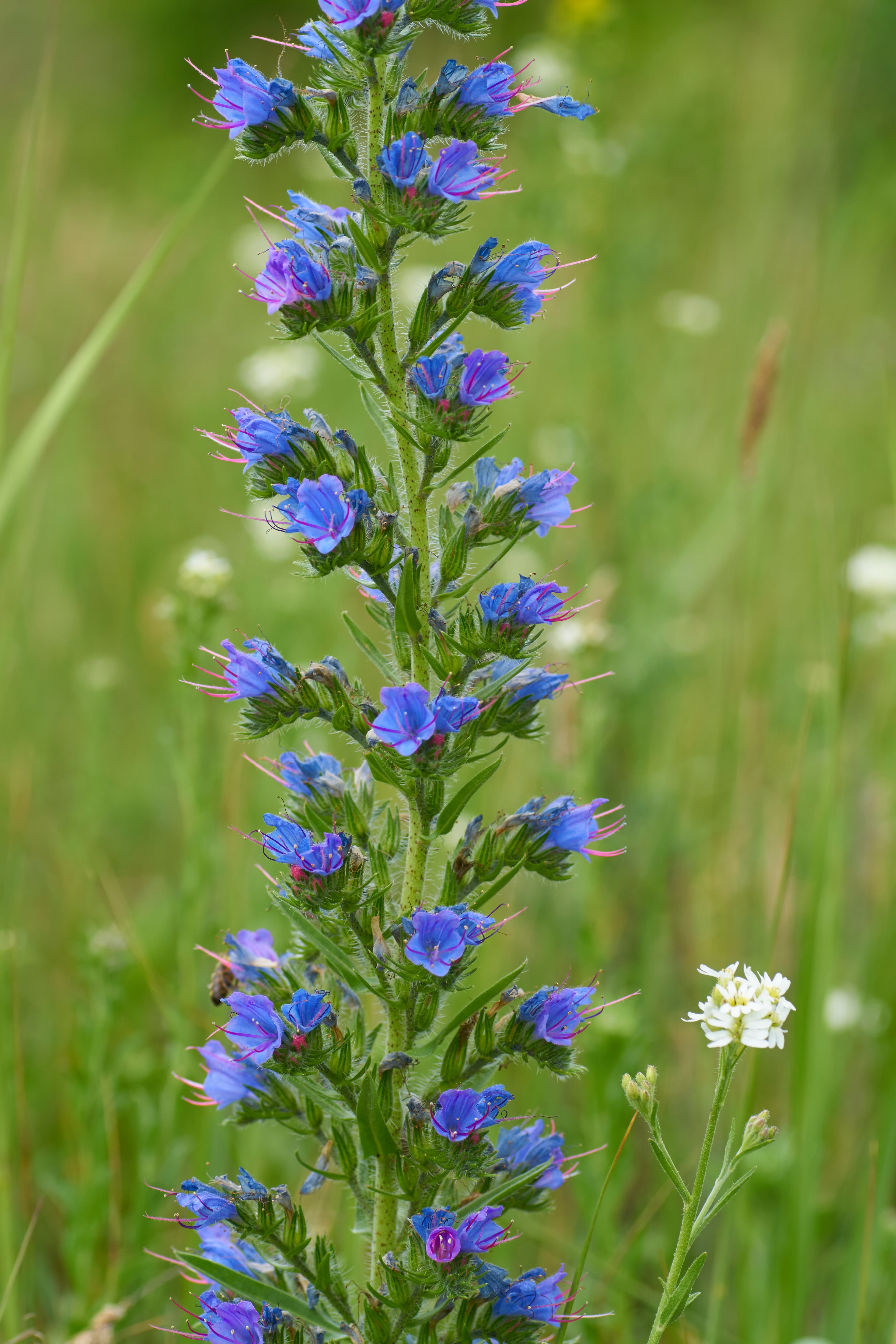 Viper's Bugloss