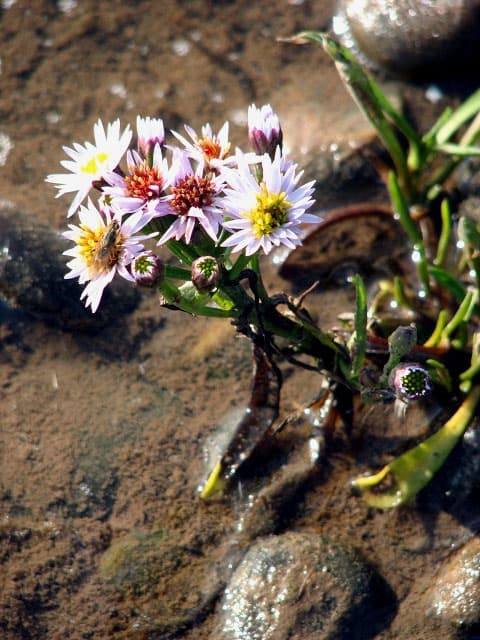 Sea Aster