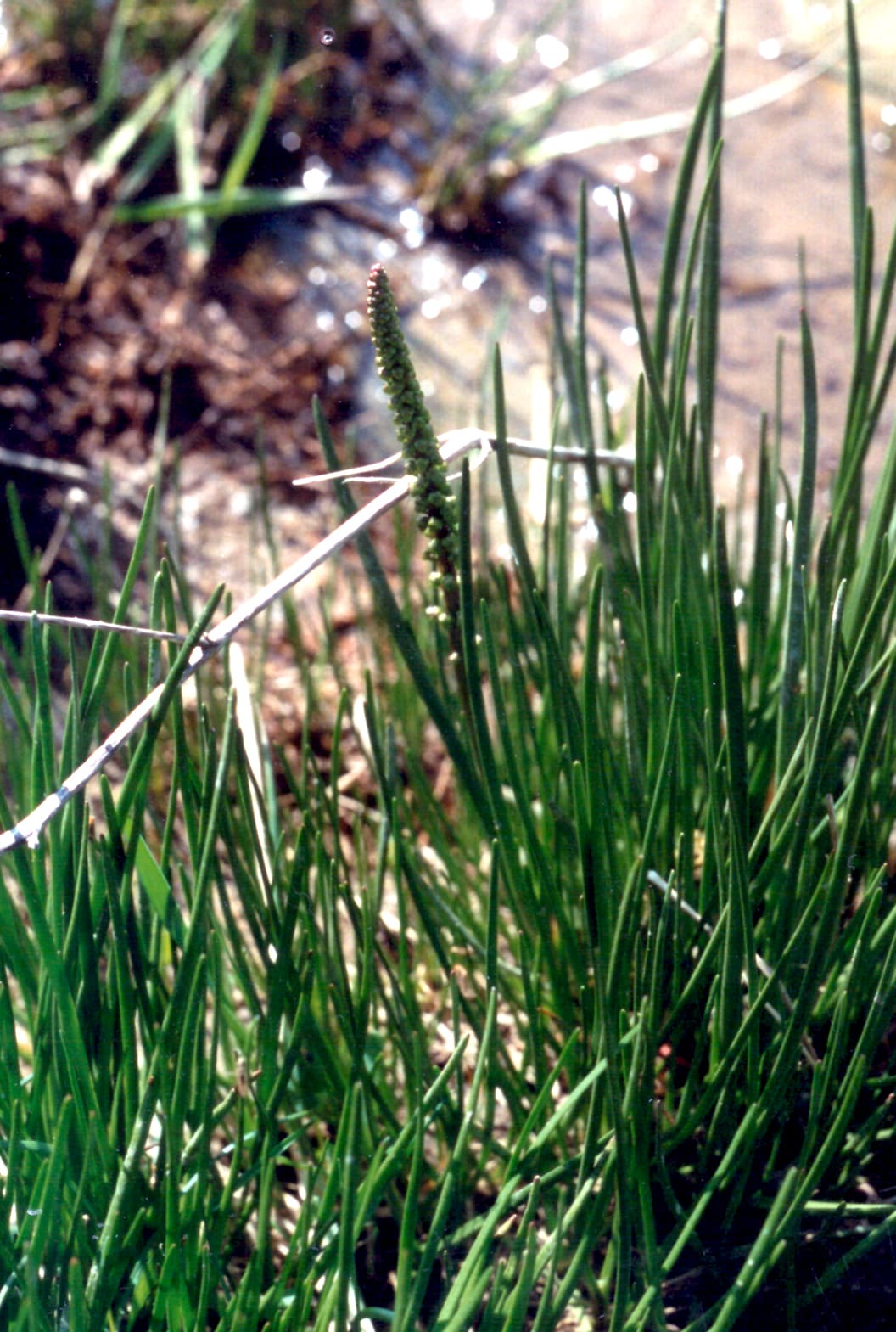 Sea Arrow-grass