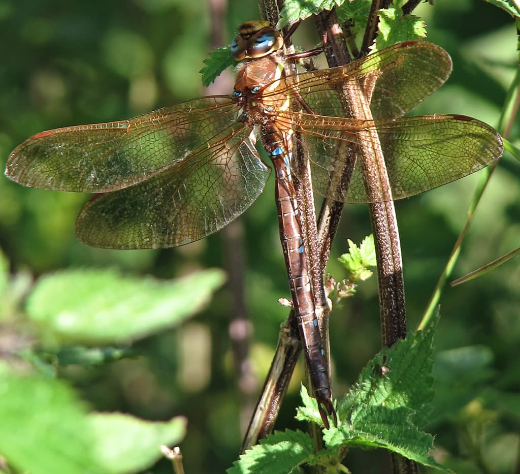 Brown Hawker