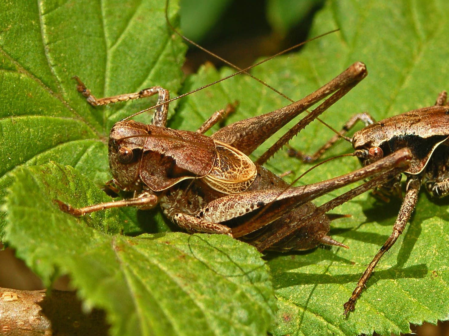 Dark Bush Cricket