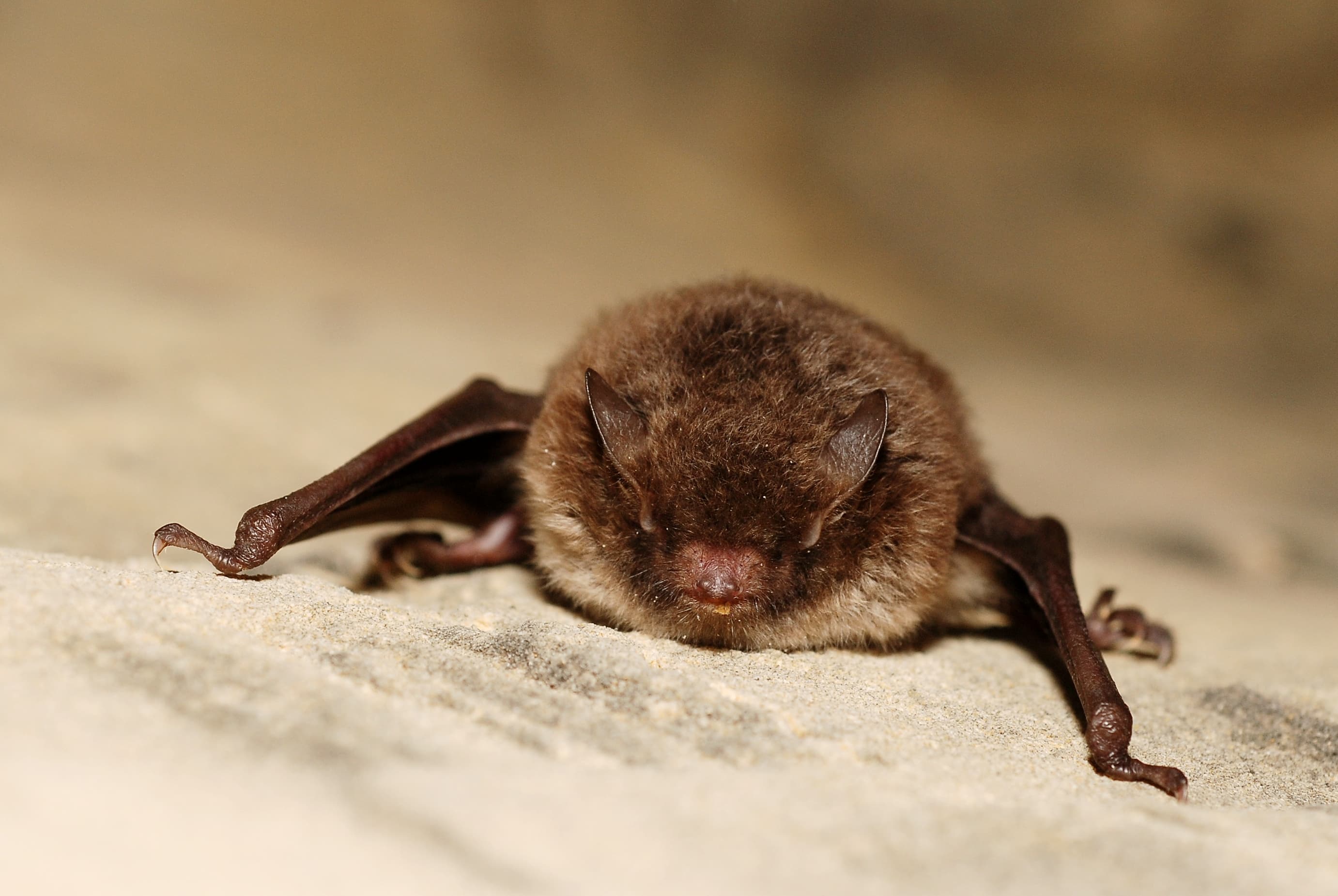 Daubenton's Bat