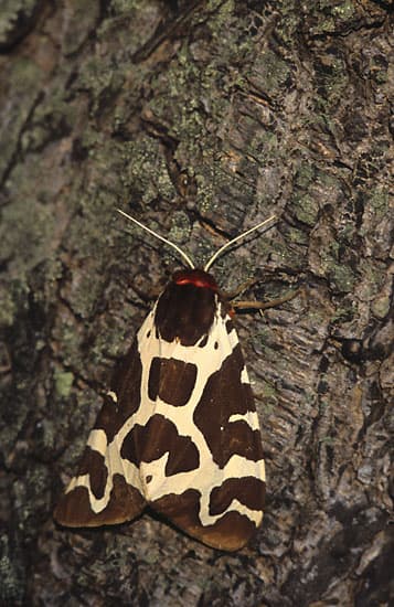 Garden Tiger Moth