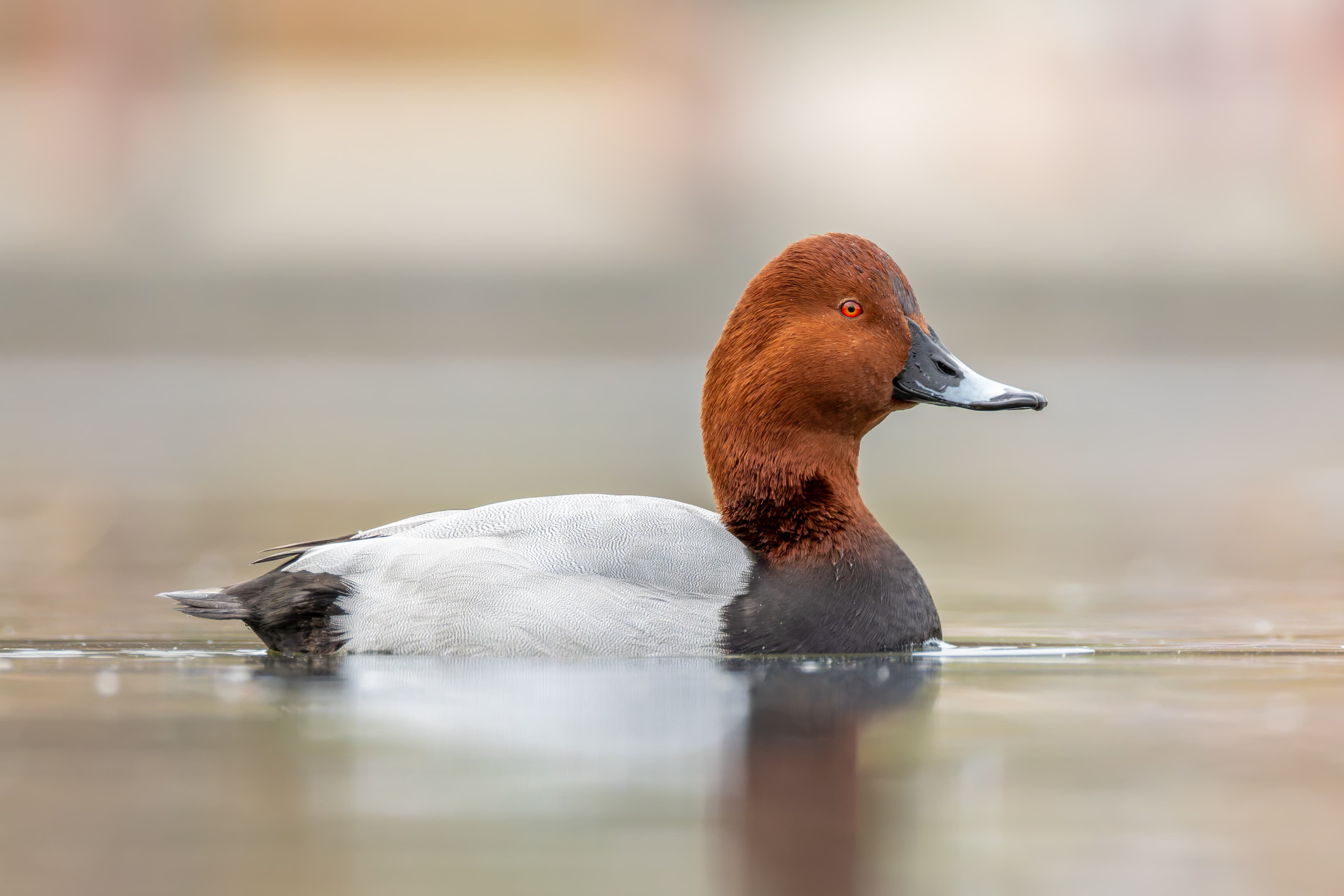 Pochard