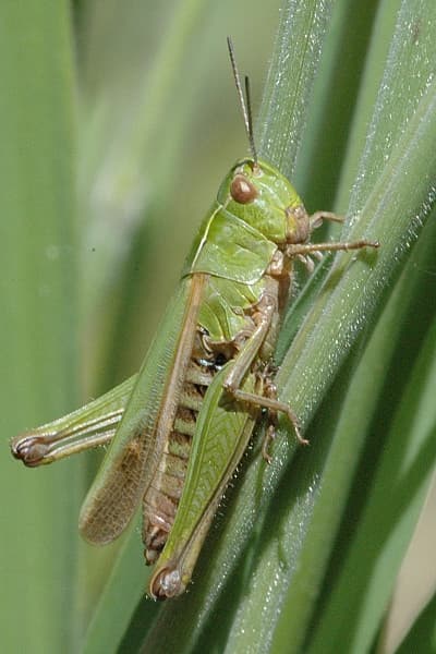 Common Green Grasshopper