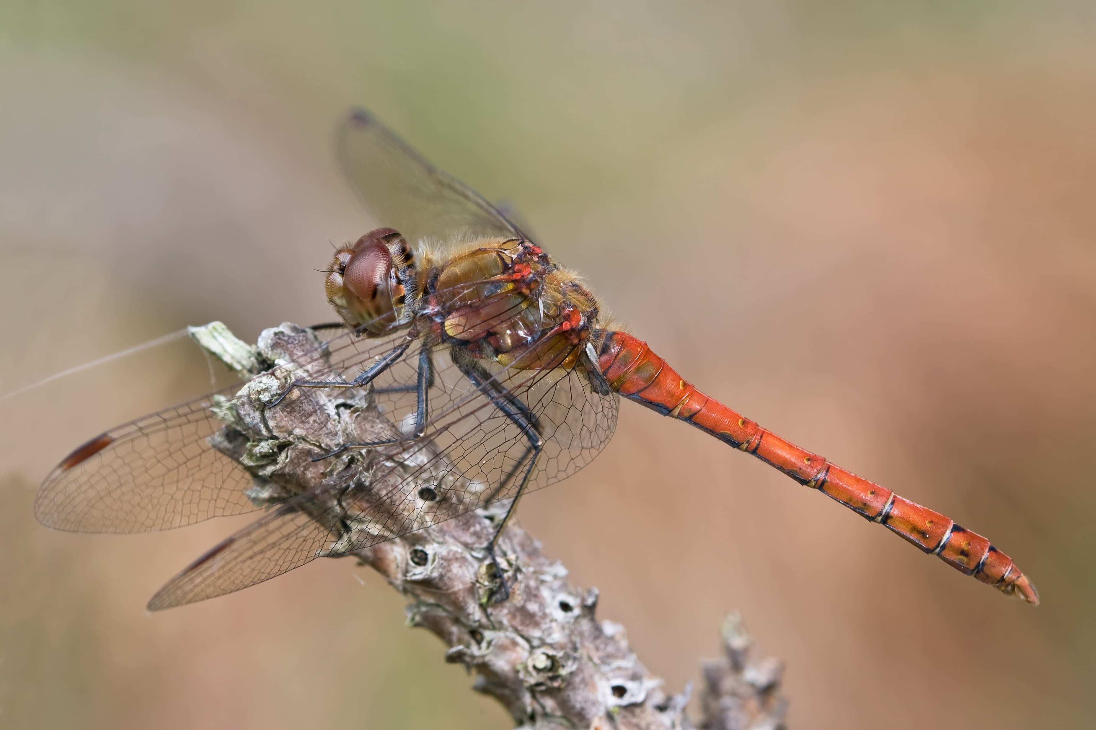 Common Darter