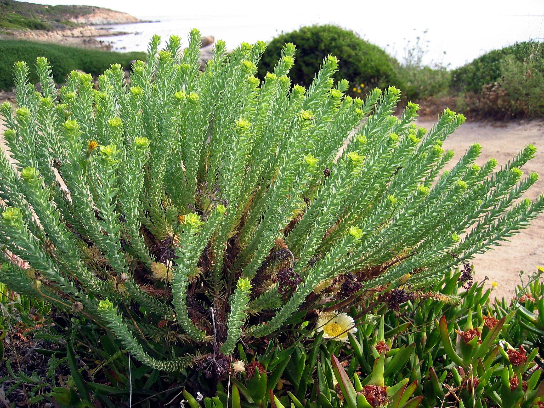 Sea Spurge