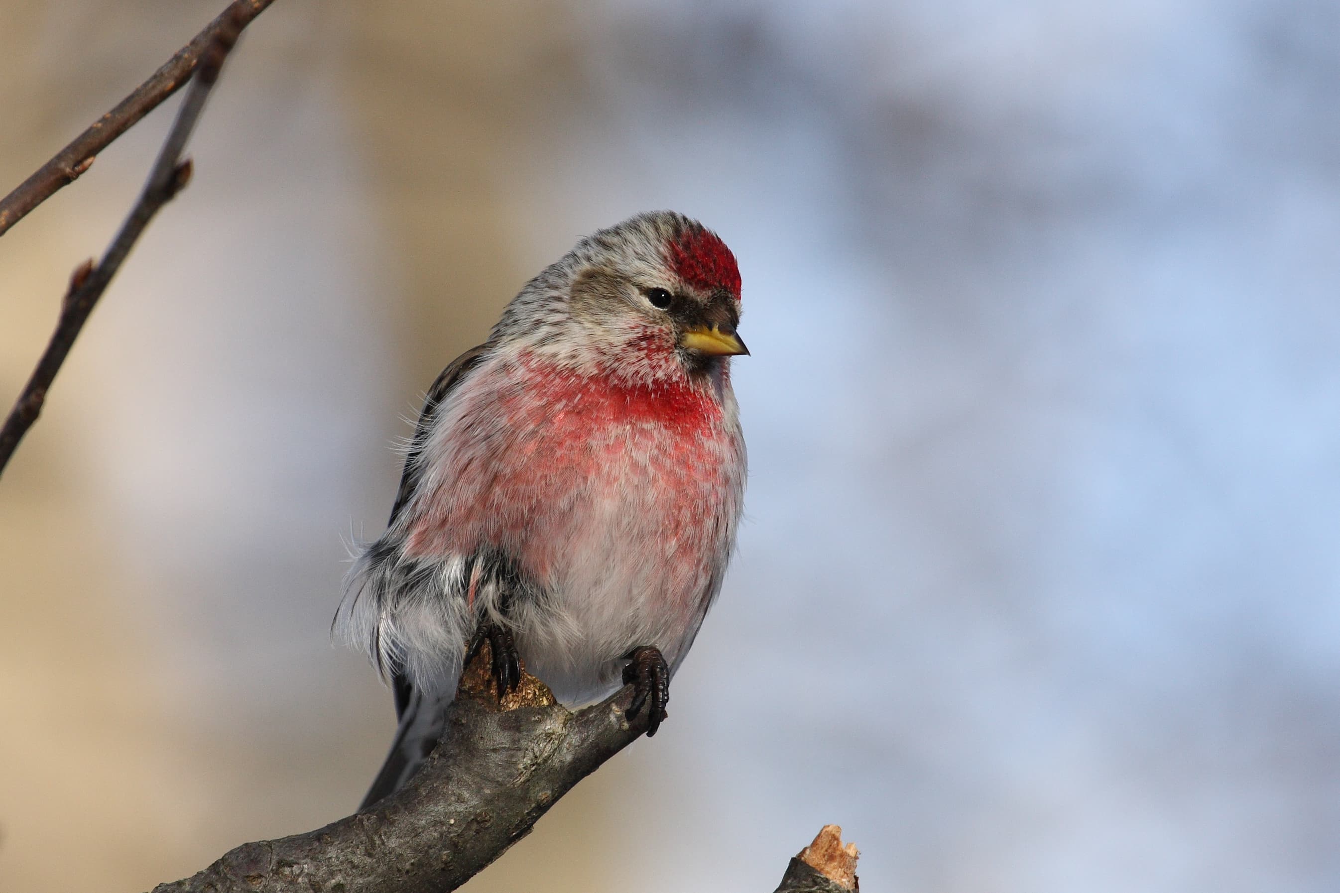 Lesser Redpoll