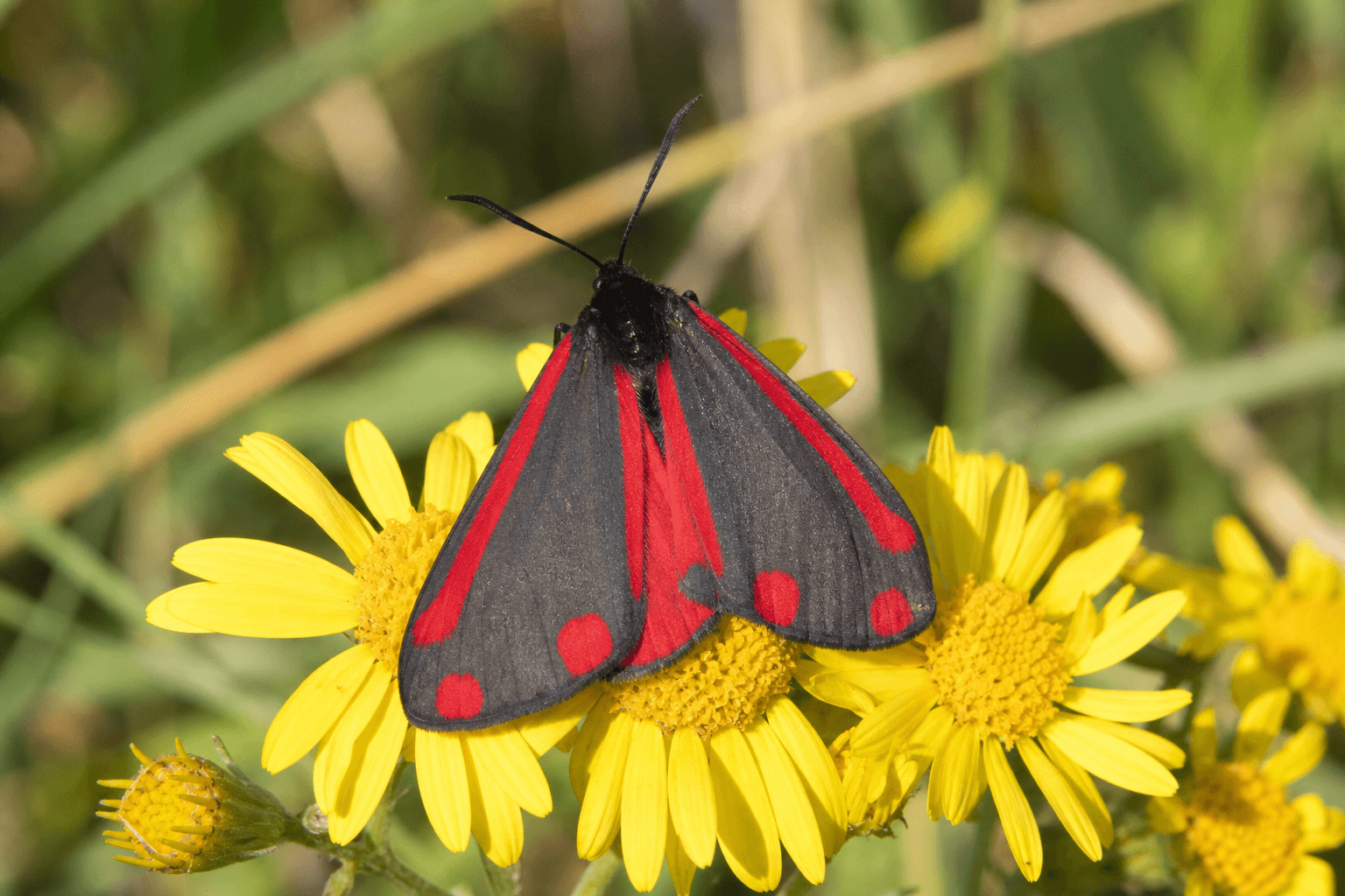 Cinnabar moth resting on yellow ragwort flowers, showing vivid red and black wing markings