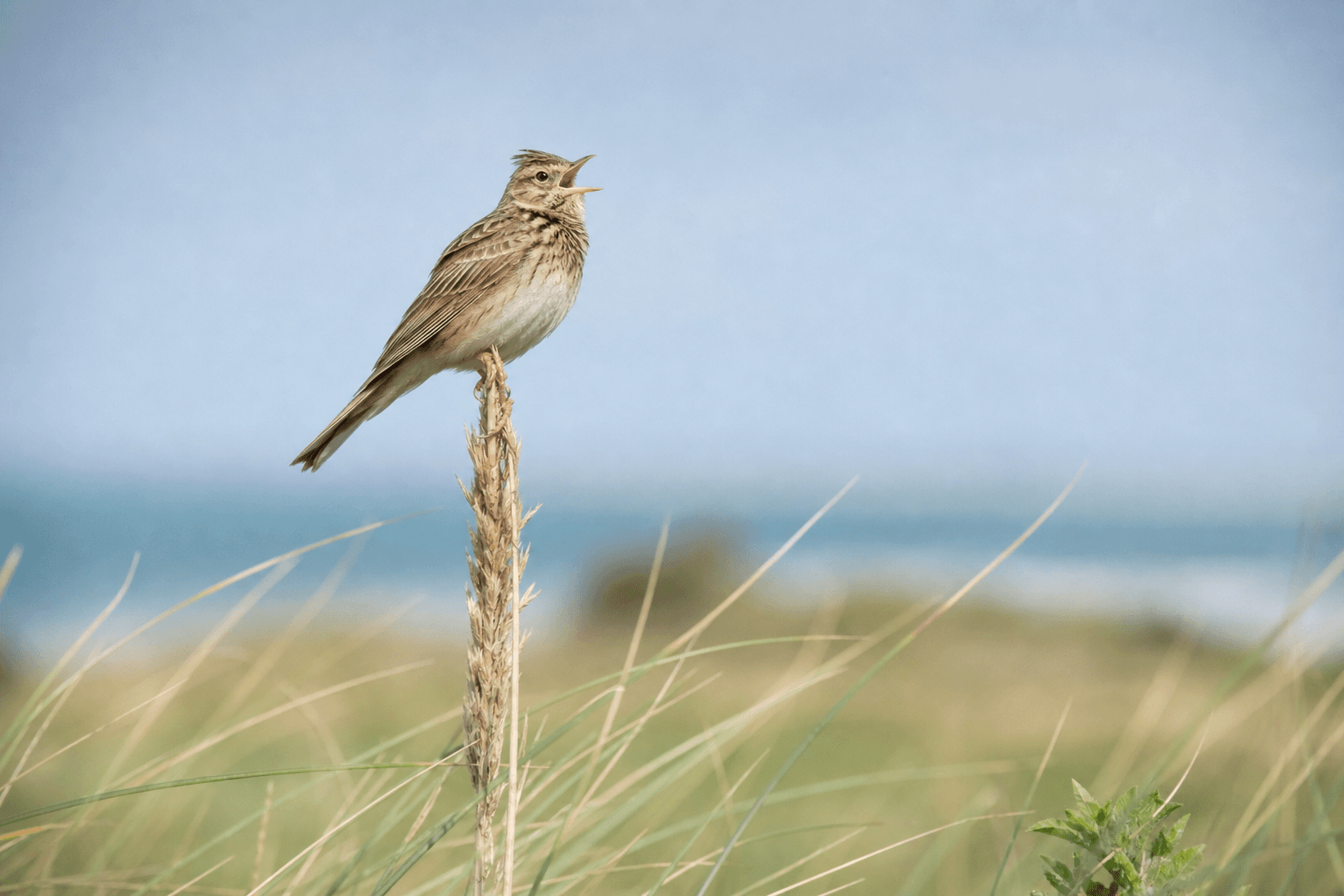 Skylark singing from a grass stem in dune grassland, coastal habitat, Sefton Coast