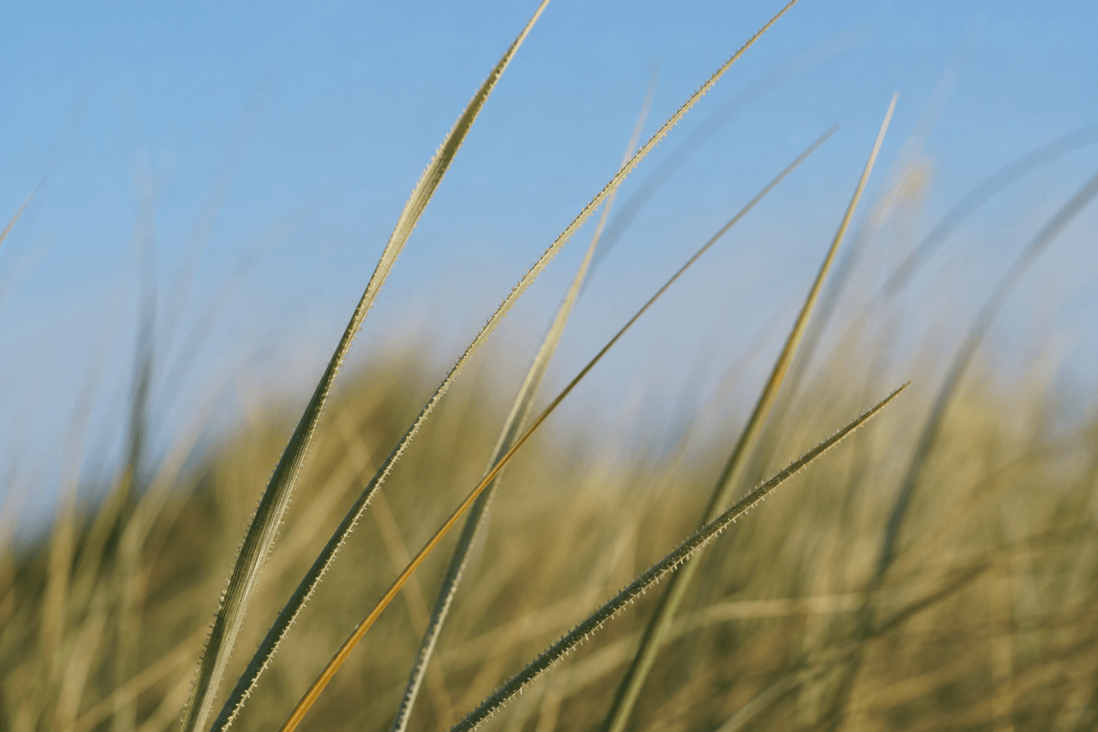 Marram grass stems on Ainsdale sand dunes in bright coastal light, the habitat of nesting little terns