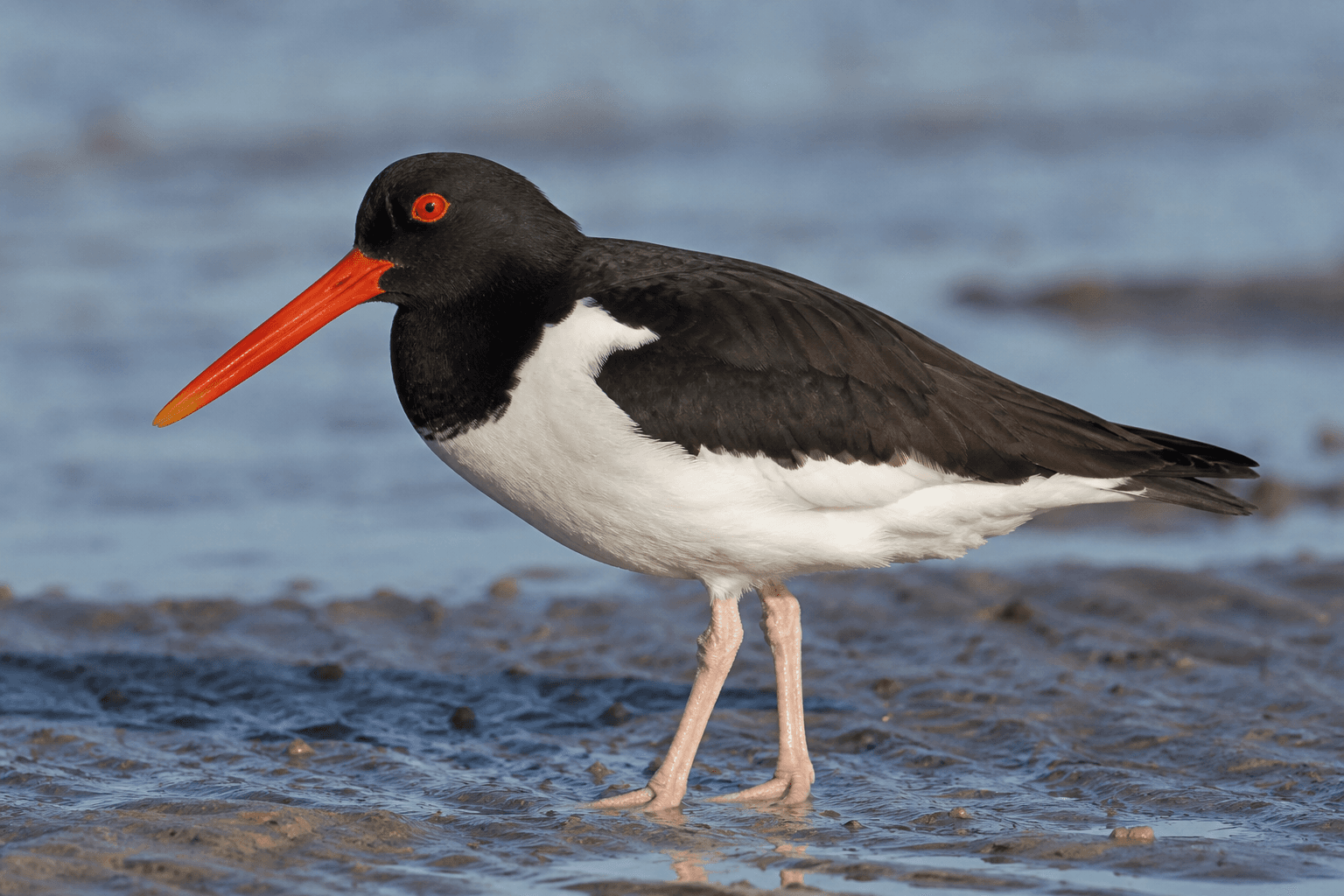 Oystercatcher standing on wet sand at the shoreline, showing distinctive black and white plumage and orange bill