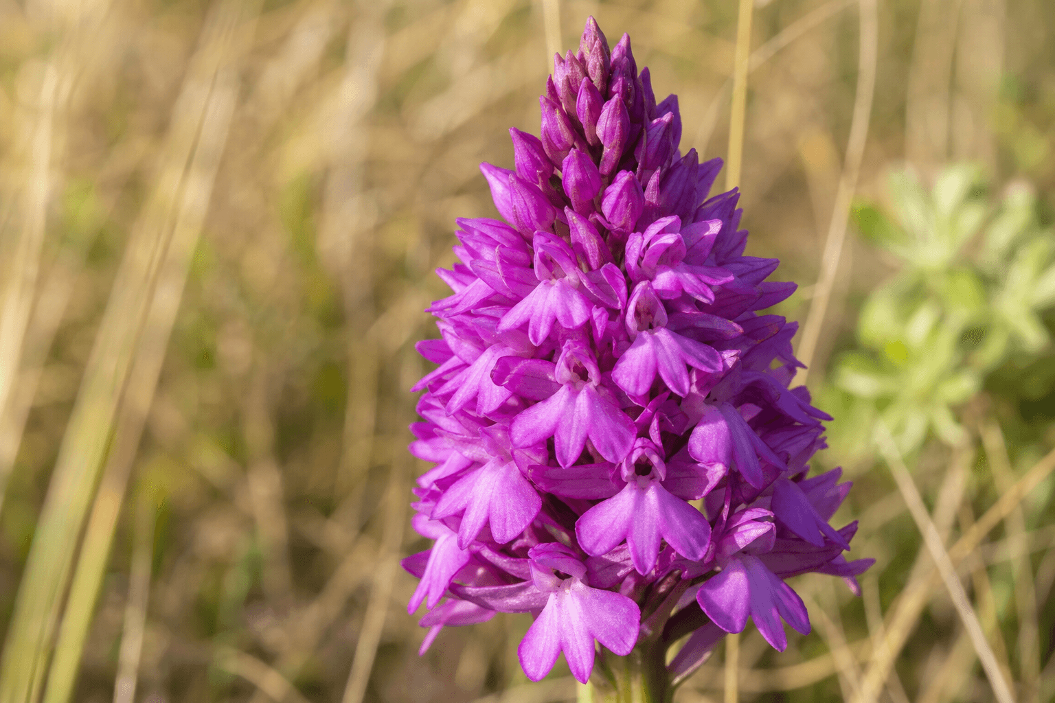 Pyramidal orchid flower spike in deep pink-purple, set against dry dune grassland