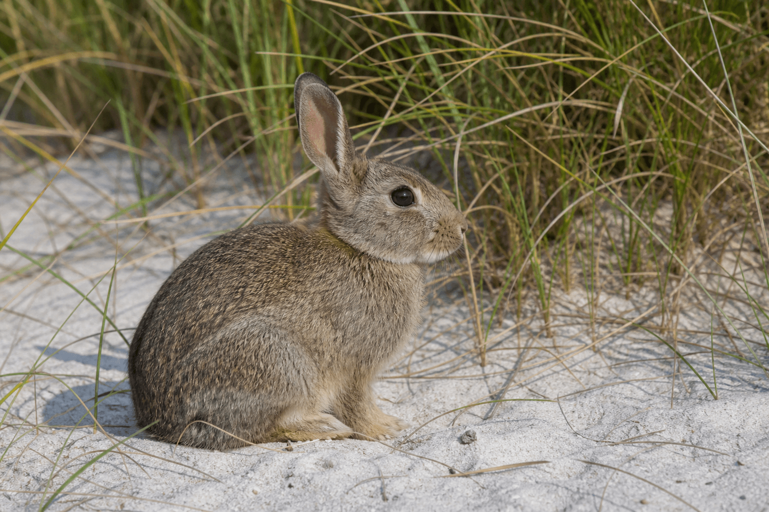 Wild rabbit sitting on bare sandy ground at the base of dune grass, Sefton Coast habitat