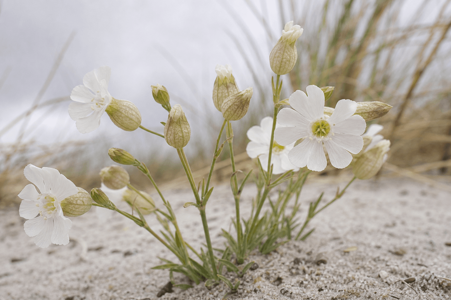 White sea campion flowers growing from pale dune sand on the Sefton Coast in spring