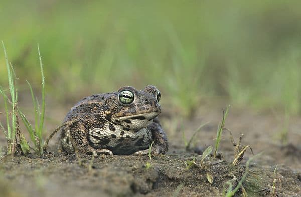 Natterjack Toad