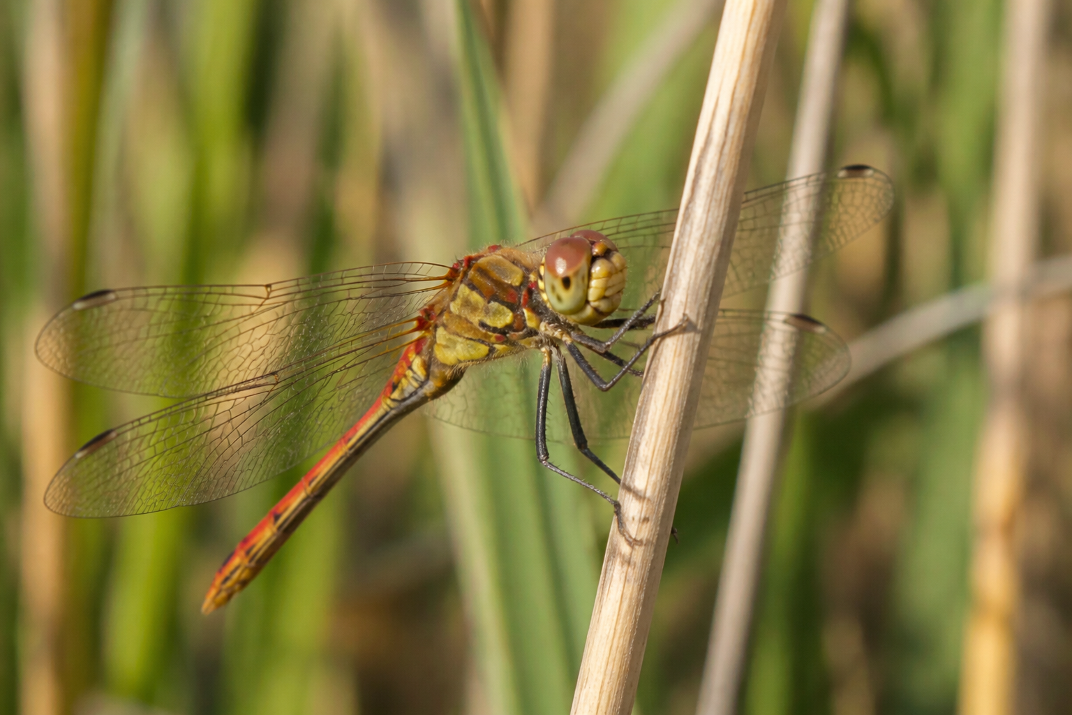 Common darter dragonfly resting on a reed stem at Marshside in late August, reed beds blurred behind