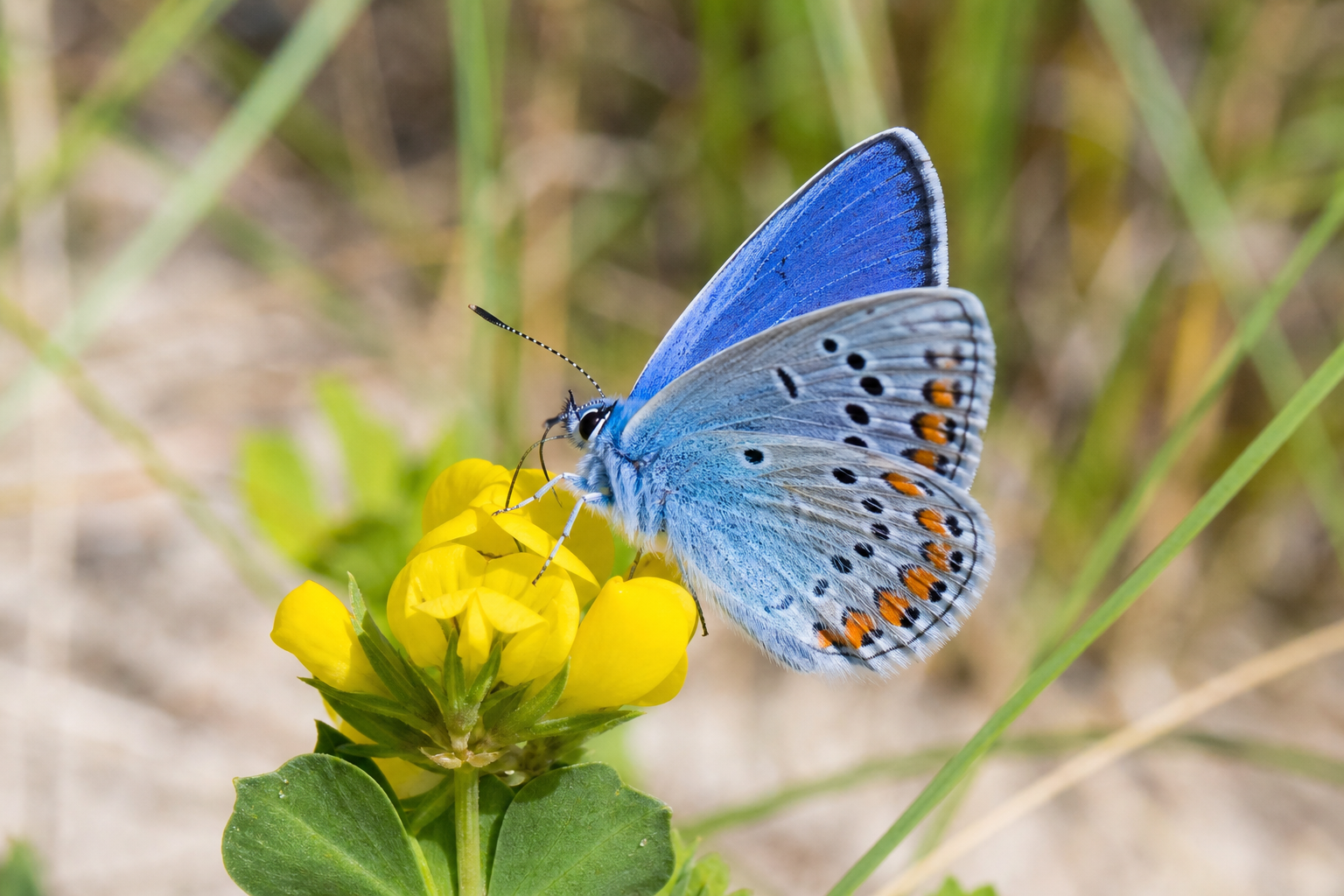 Common blue butterfly on kidney vetch flower in Sefton Coast sand dunes