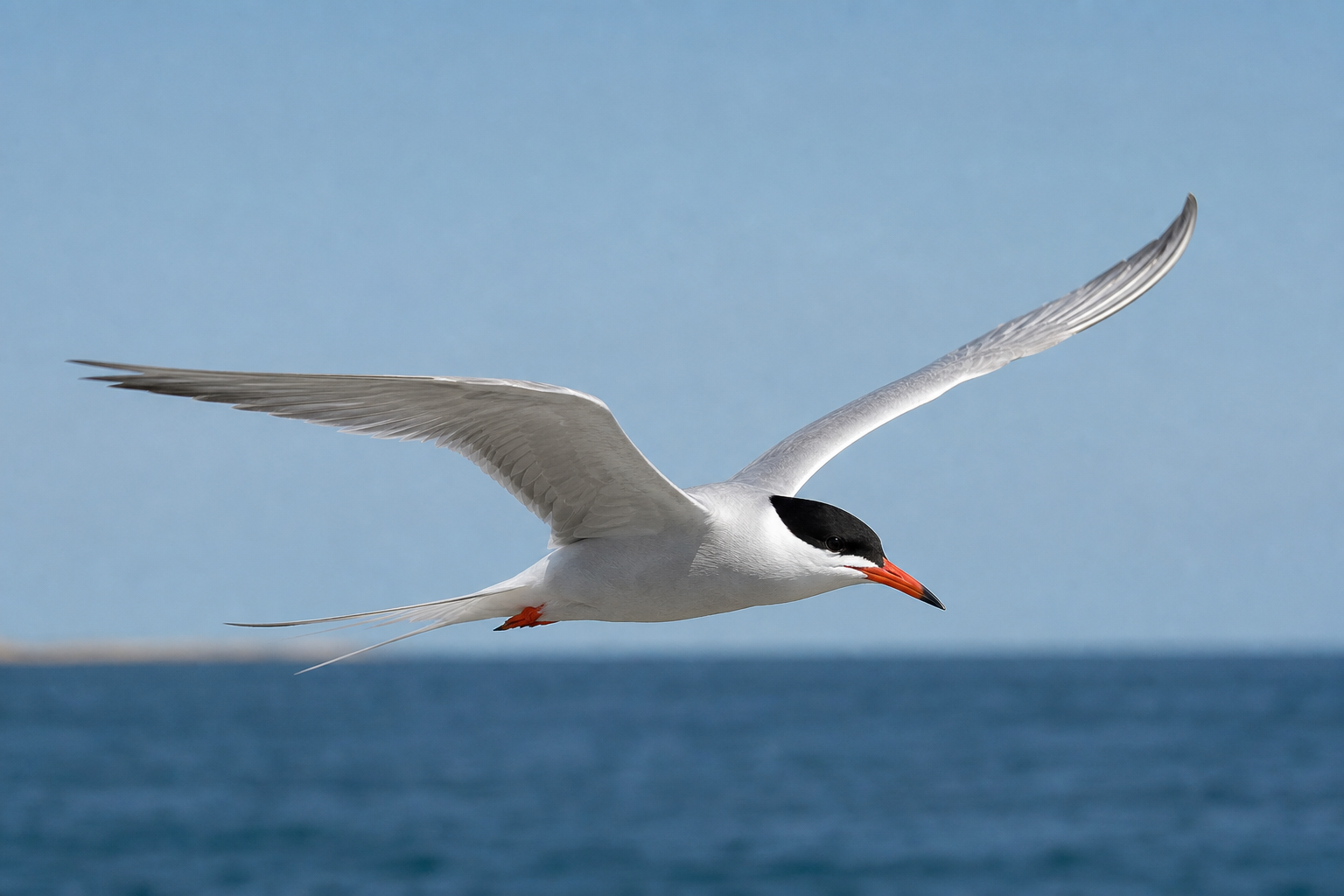 Common tern in flight over the sea showing black cap, white body and orange-red bill
