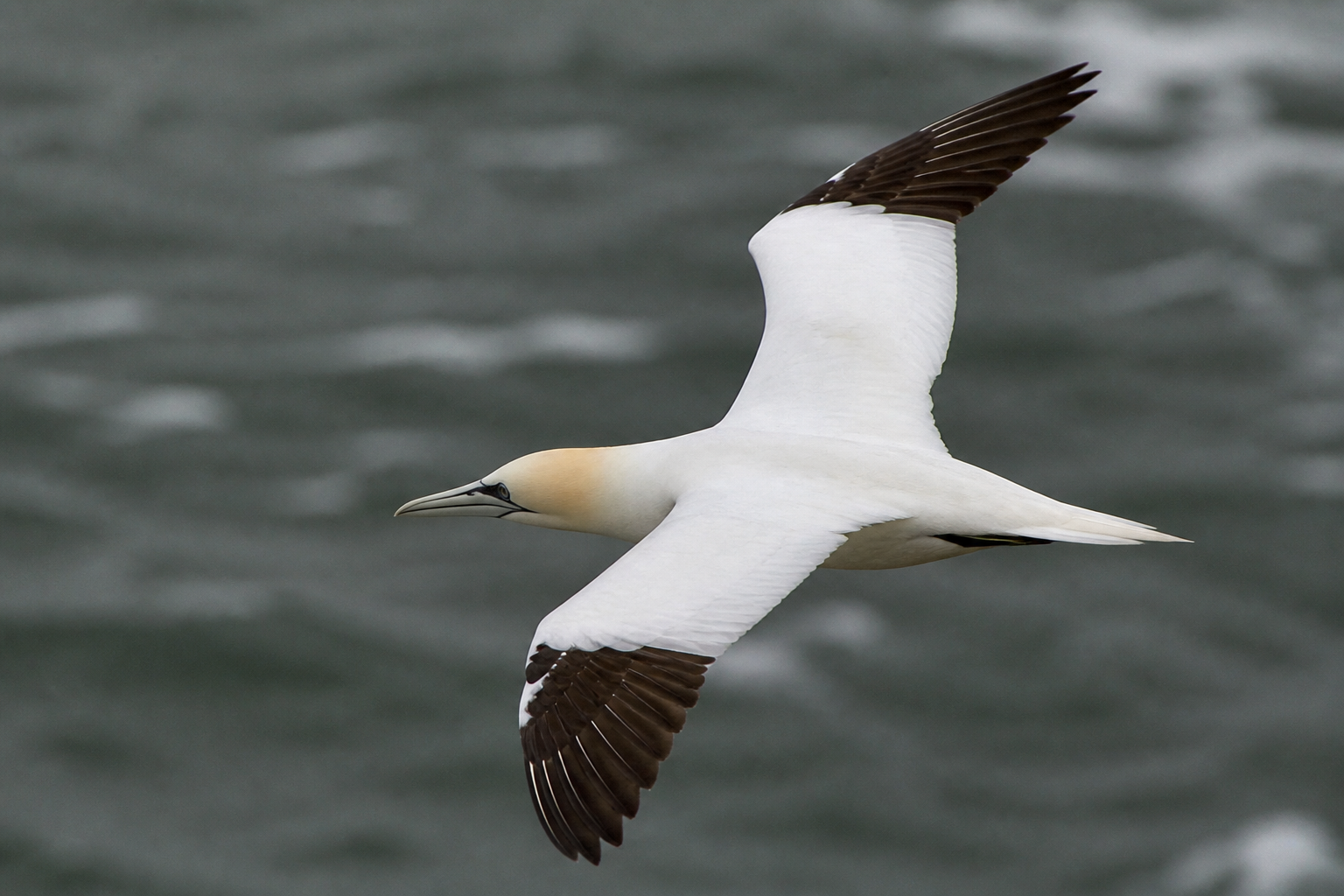 Northern gannet in full flight over grey sea, white plumage with black wingtips, wings spread wide