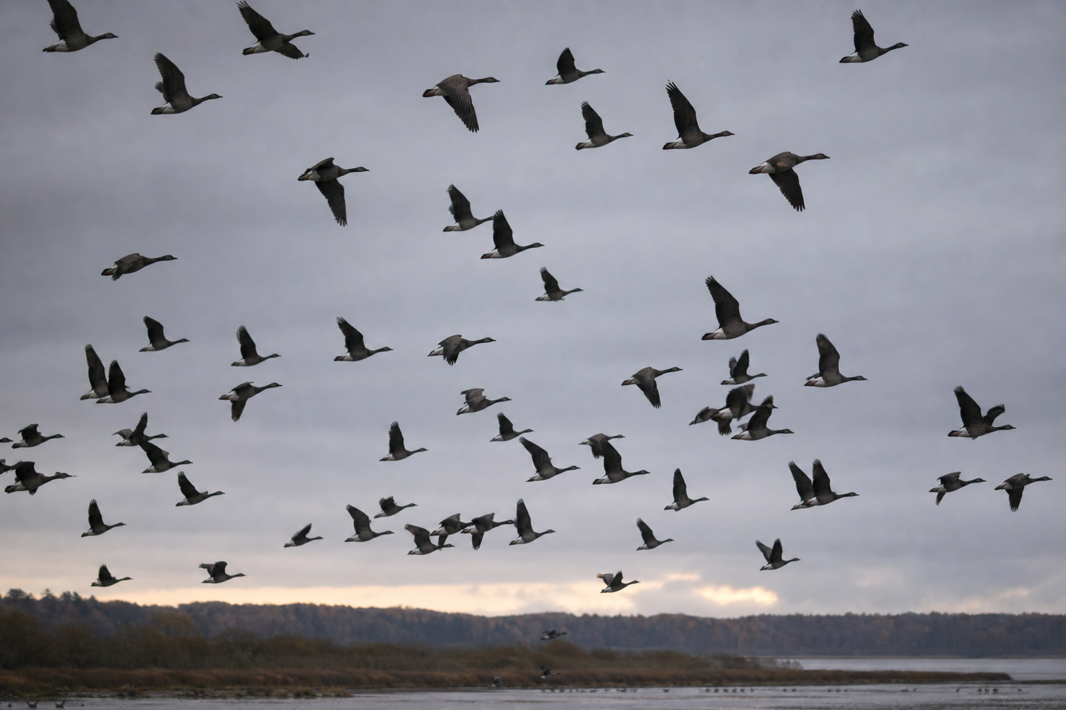 Large flock of geese in flight against an overcast autumn sky over an estuary
