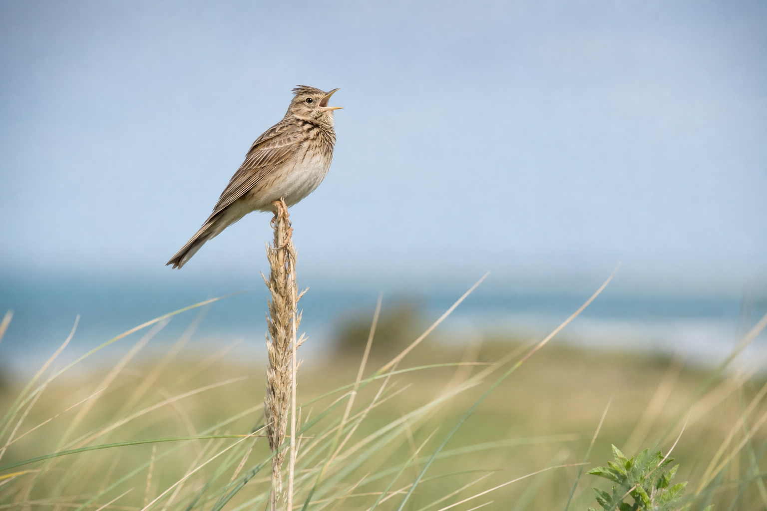 Skylark singing from a grass stem in dune grassland, coastal habitat, Sefton Coast