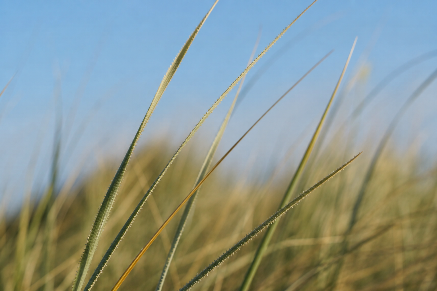 Marram grass stems on Ainsdale sand dunes in bright coastal light, the habitat of nesting little terns