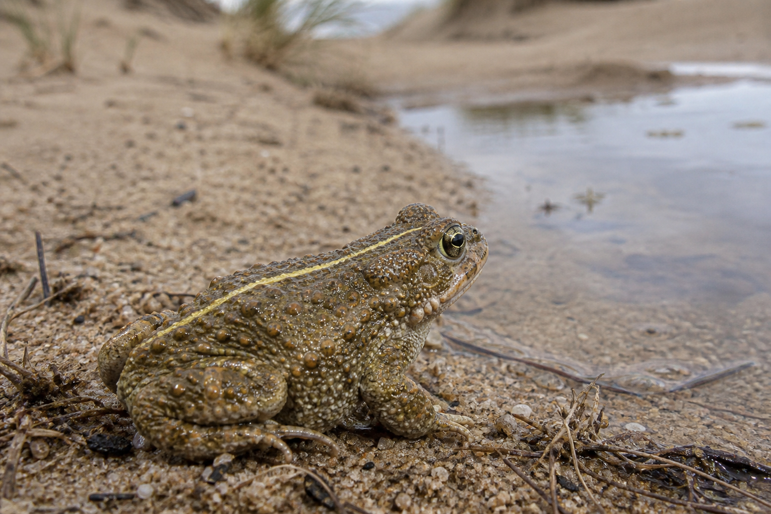 Natterjack toad beside a shallow dune pool, yellow dorsal stripe visible
