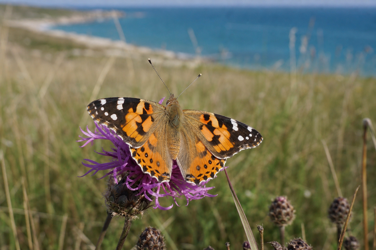 Painted lady butterfly with orange and black wings on purple knapweed, coastal grassland background