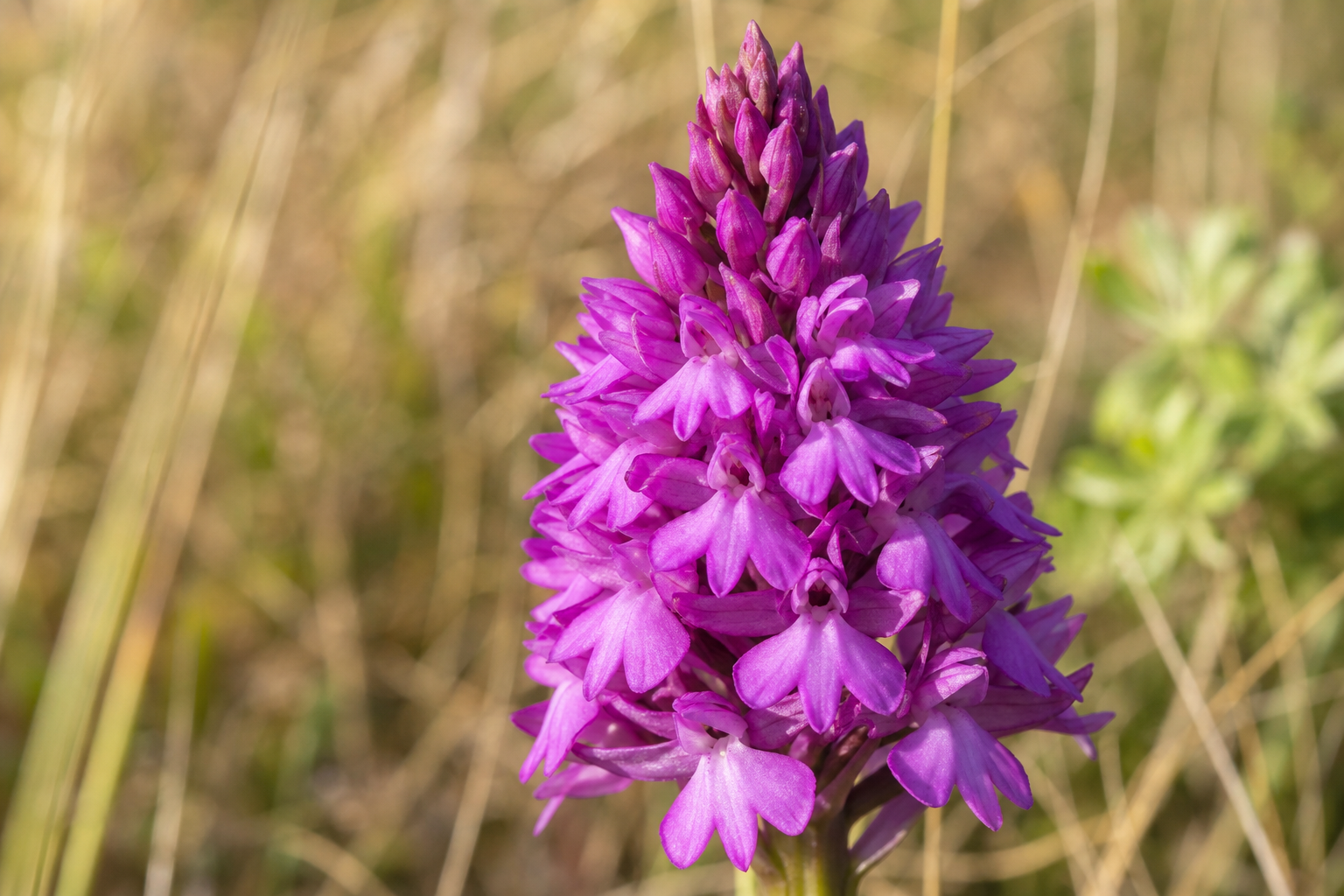 Pyramidal orchid flower spike in deep pink-purple, set against dry dune grassland