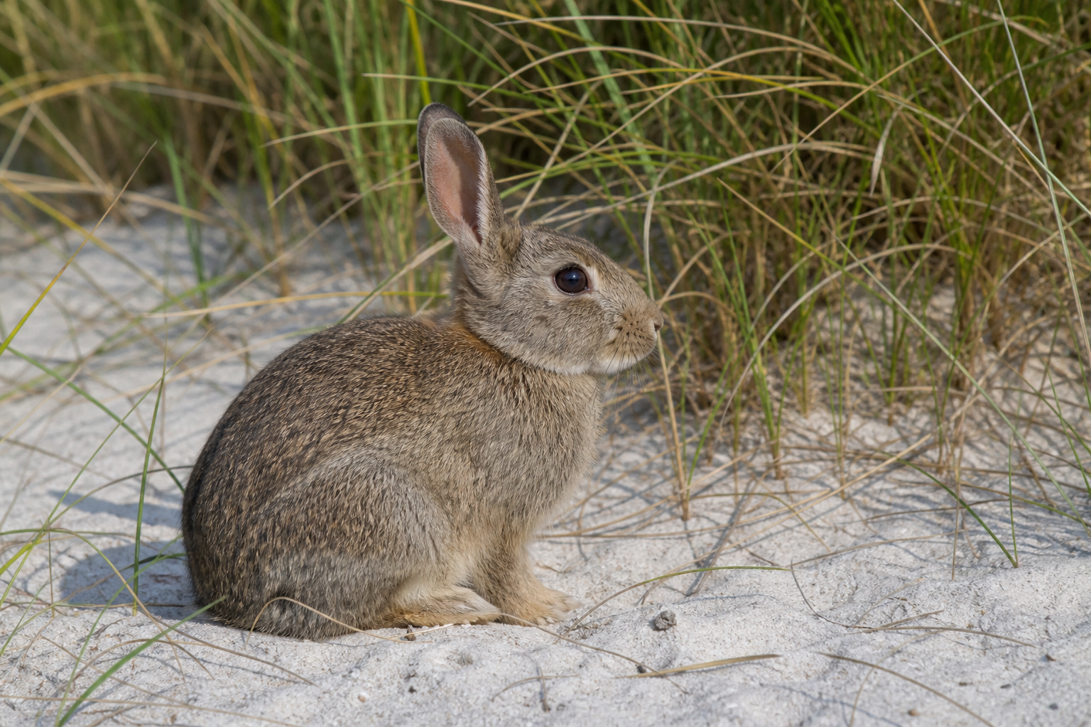 Wild rabbit sitting on bare sandy ground at the base of dune grass, Sefton Coast habitat