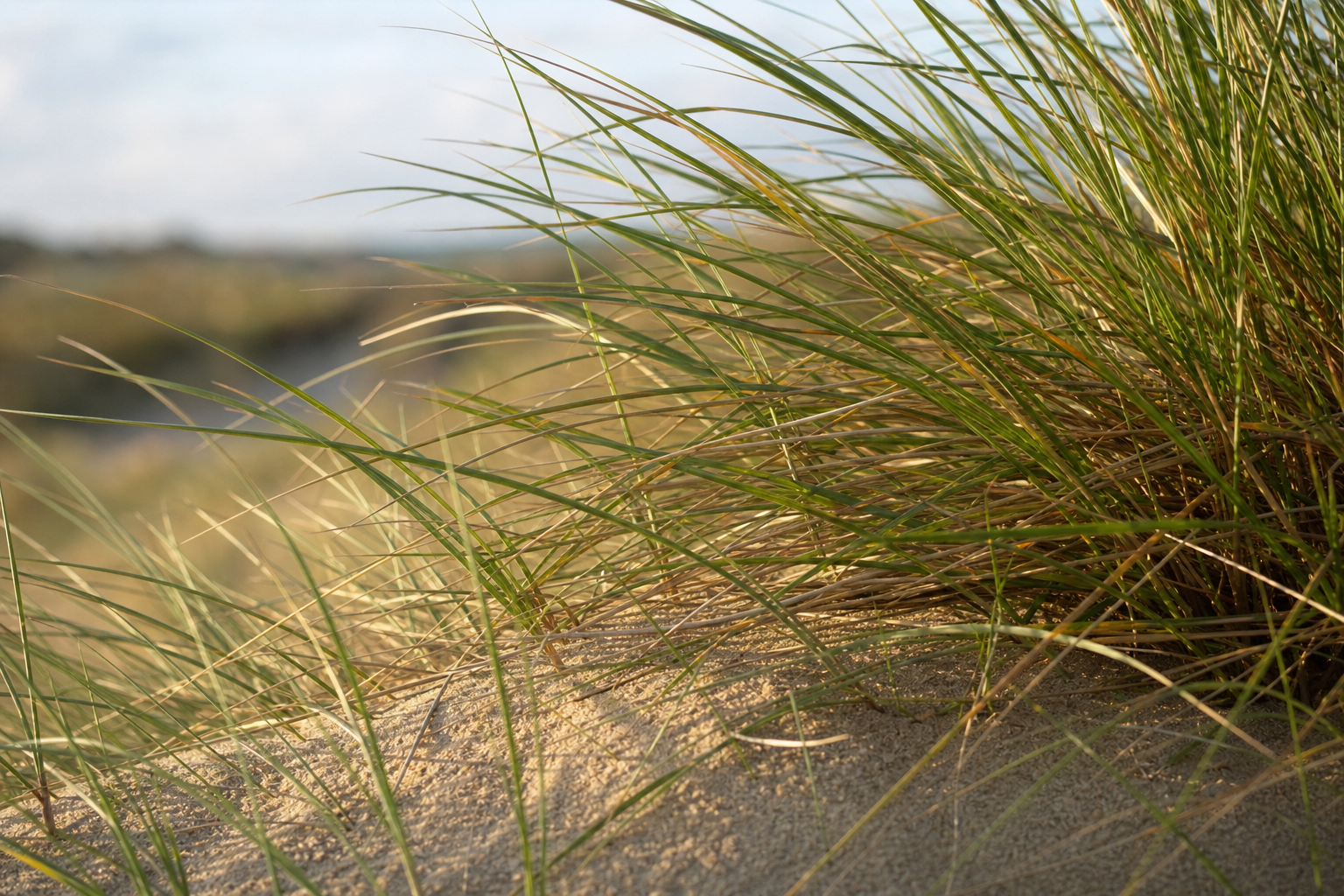 Marram grass growing on a Sefton Coast sand dune in warm evening light