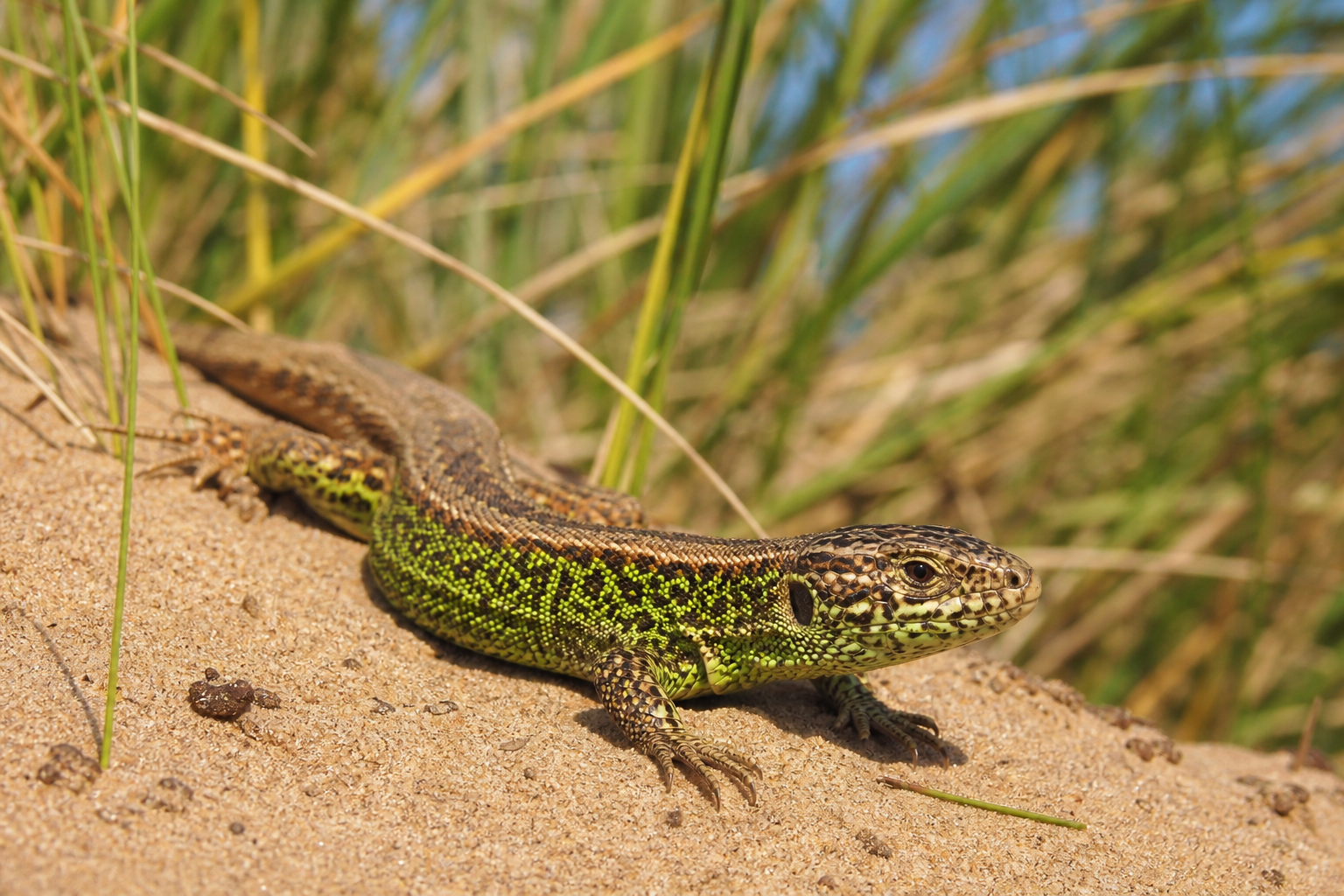 Sand lizard basking on warm sandy Sefton Coast dunes in June sunshine