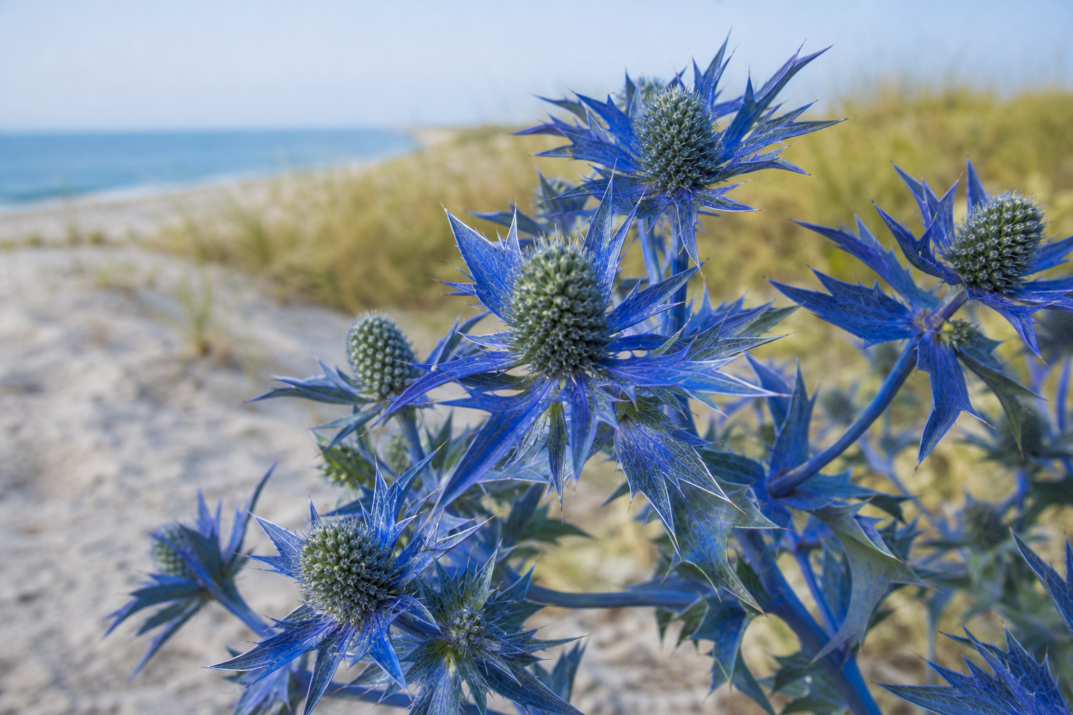 Sea holly plant with electric blue spiky flower heads, sand dune habitat in background