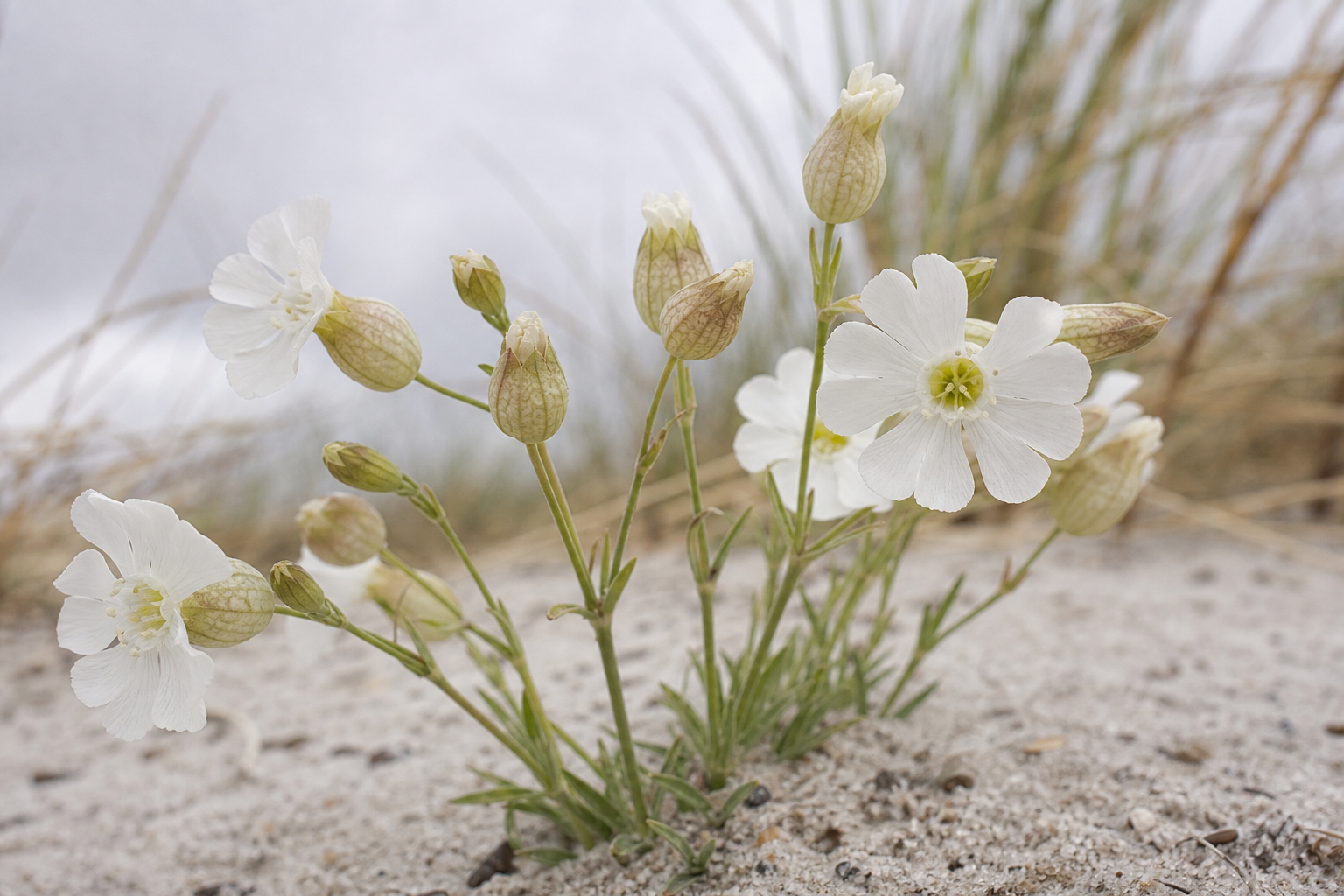 White sea campion flowers growing from pale dune sand on the Sefton Coast in spring