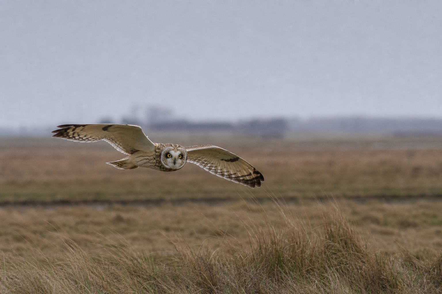 Short-eared owl in low flight over saltmarsh, yellow eyes and streaked plumage visible