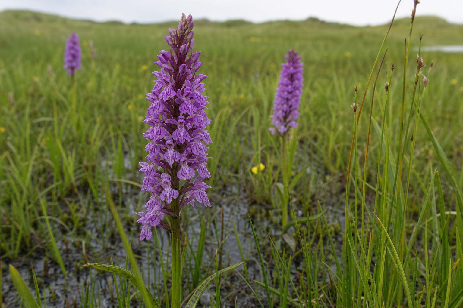 Marsh orchids in a Sefton Coast dune slack, late May