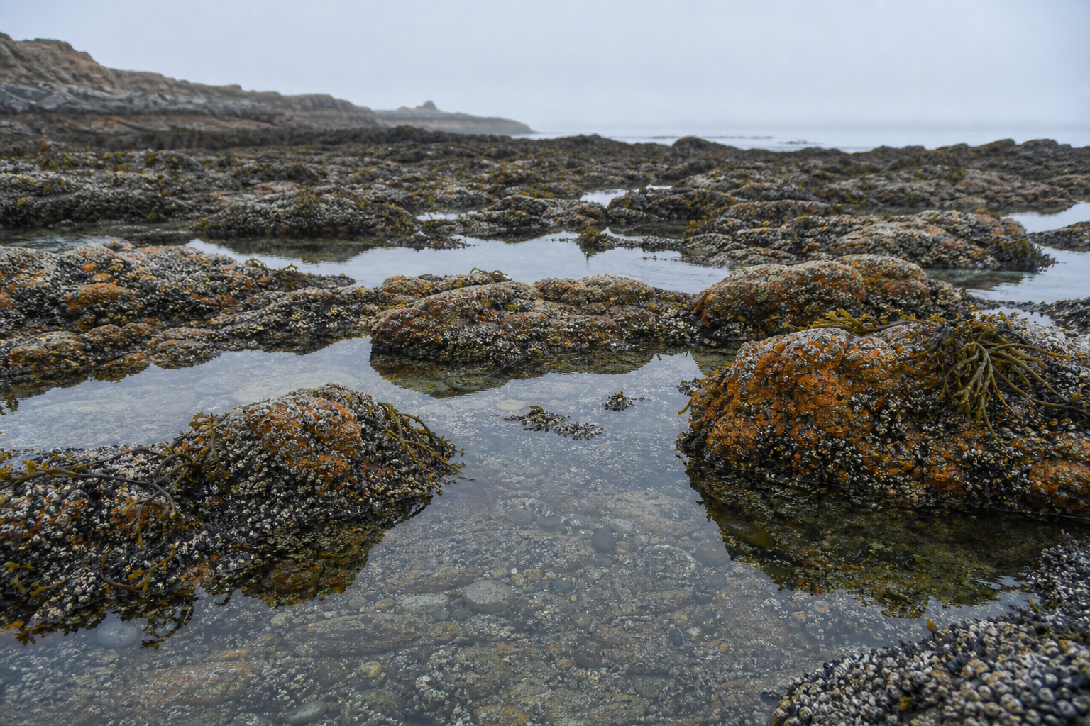 Intertidal rocky shoreline habitat used by oystercatchers on the Sefton Coast
