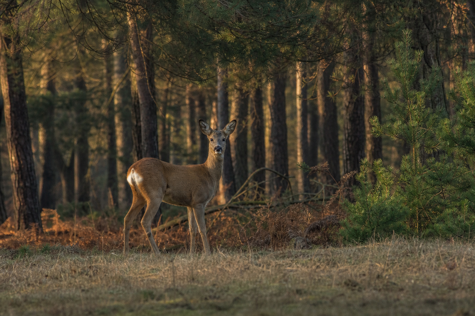 Roe deer at the edge of Formby pinewoods at dawn