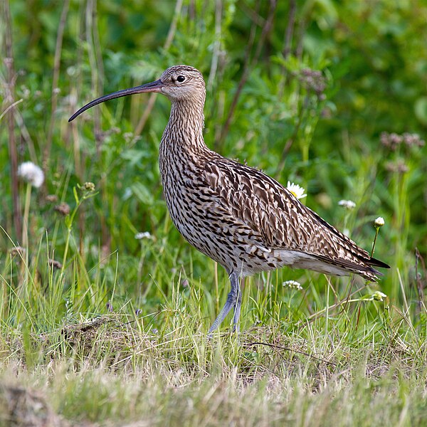 Curlew Rspb Curlew at Marshside RSPB | Sefton Coast Wildlife