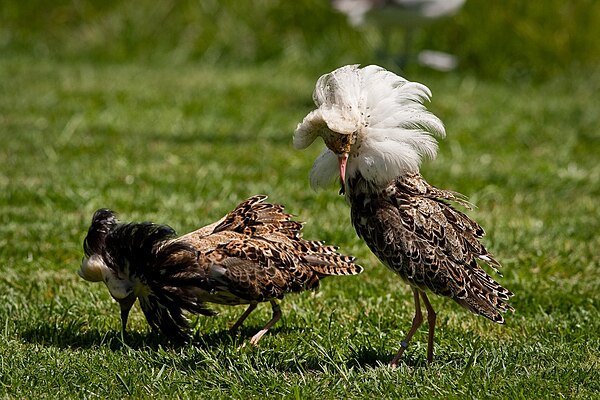 A Small Ruff Ruff at Marshside RSPB | Sefton Coast Wildlife